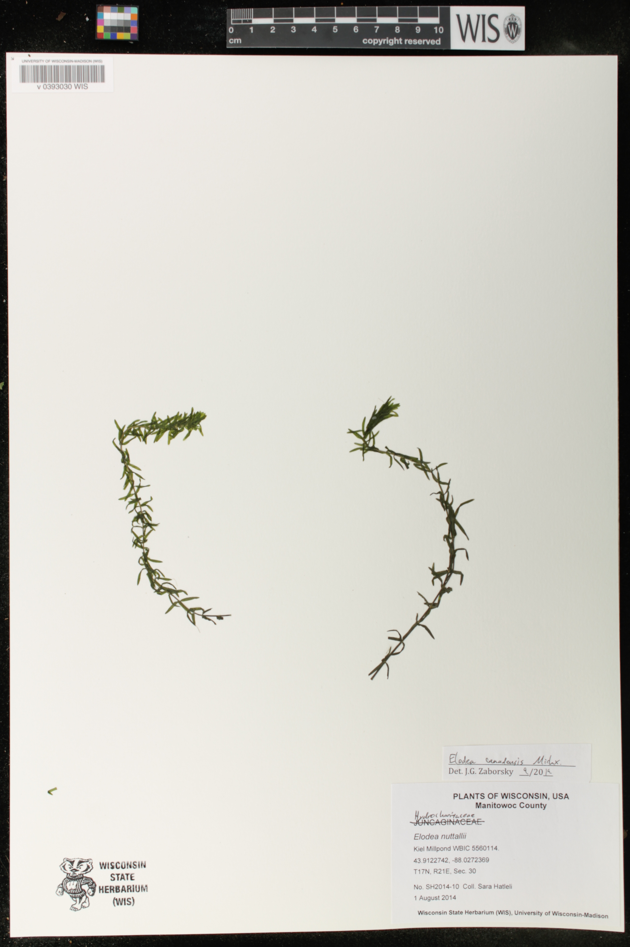 Elodea canadensis image