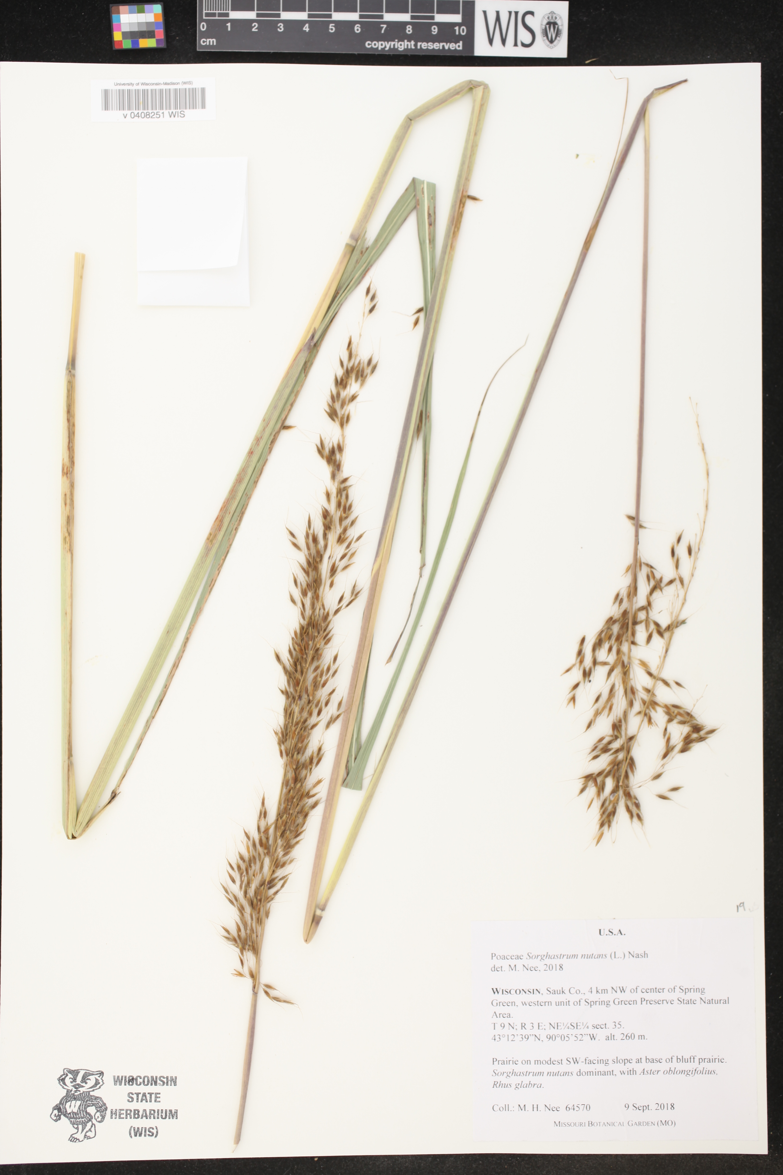 Sorghastrum nutans image