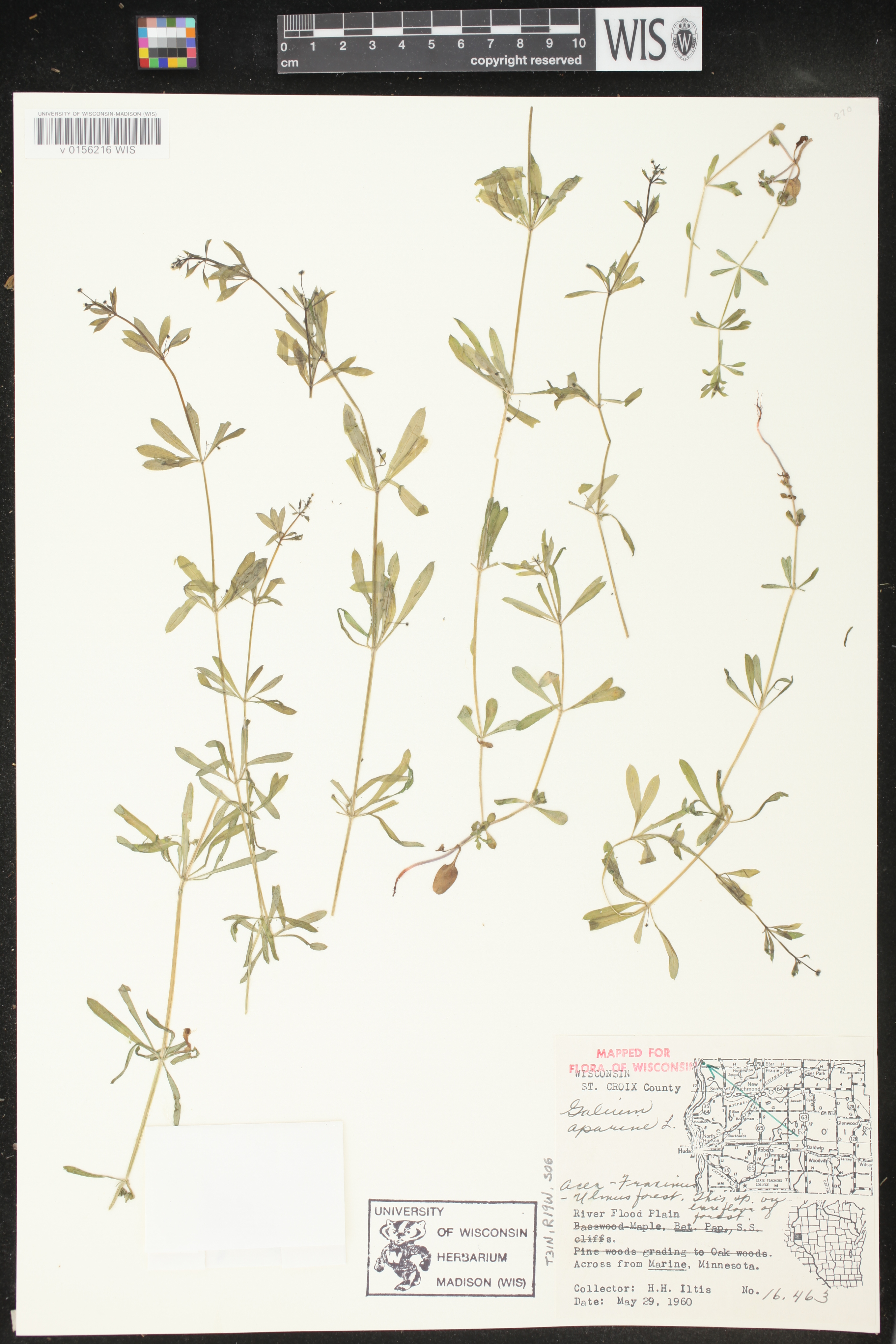 Galium aparine image