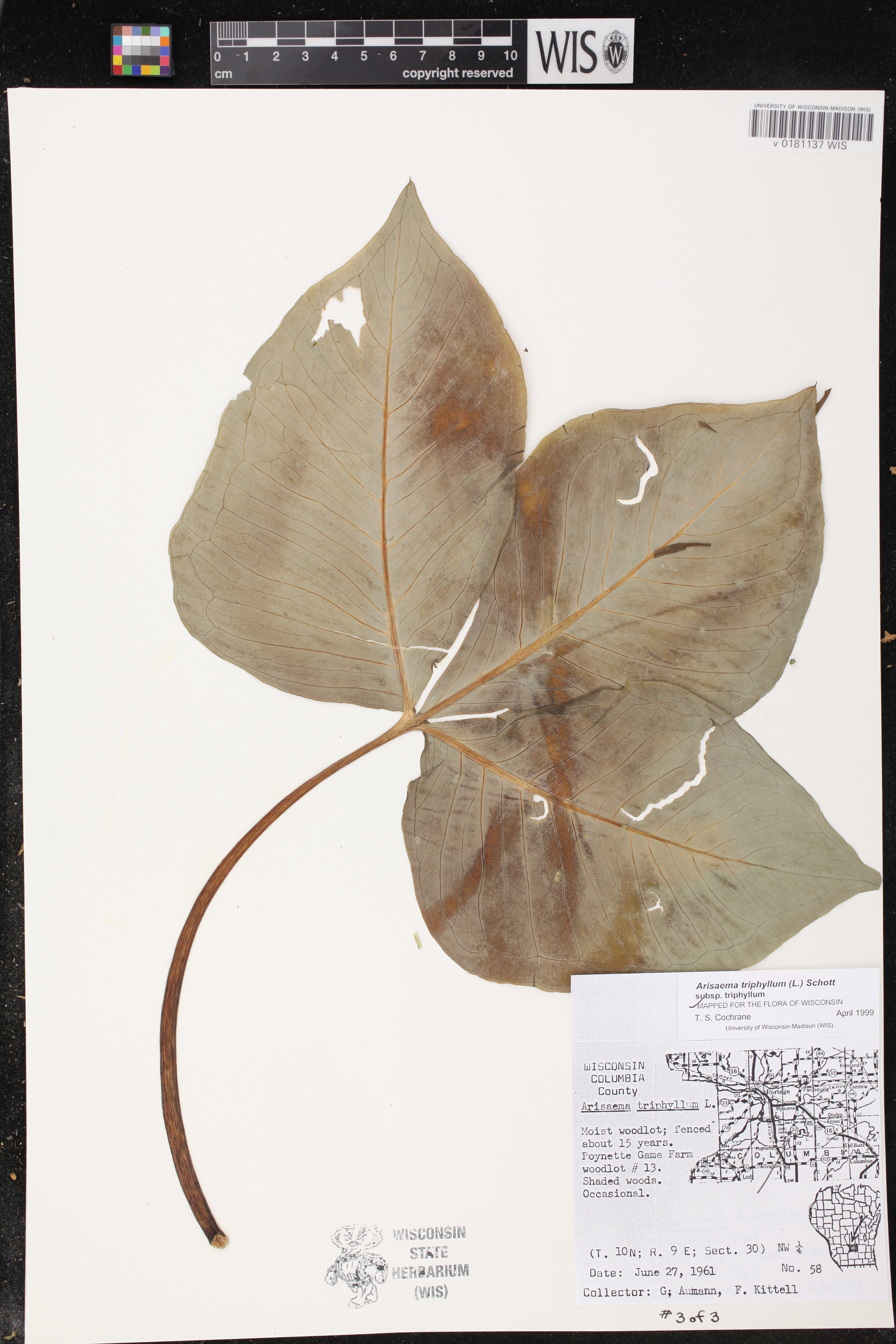 Arisaema triphyllum subsp. triphyllum image