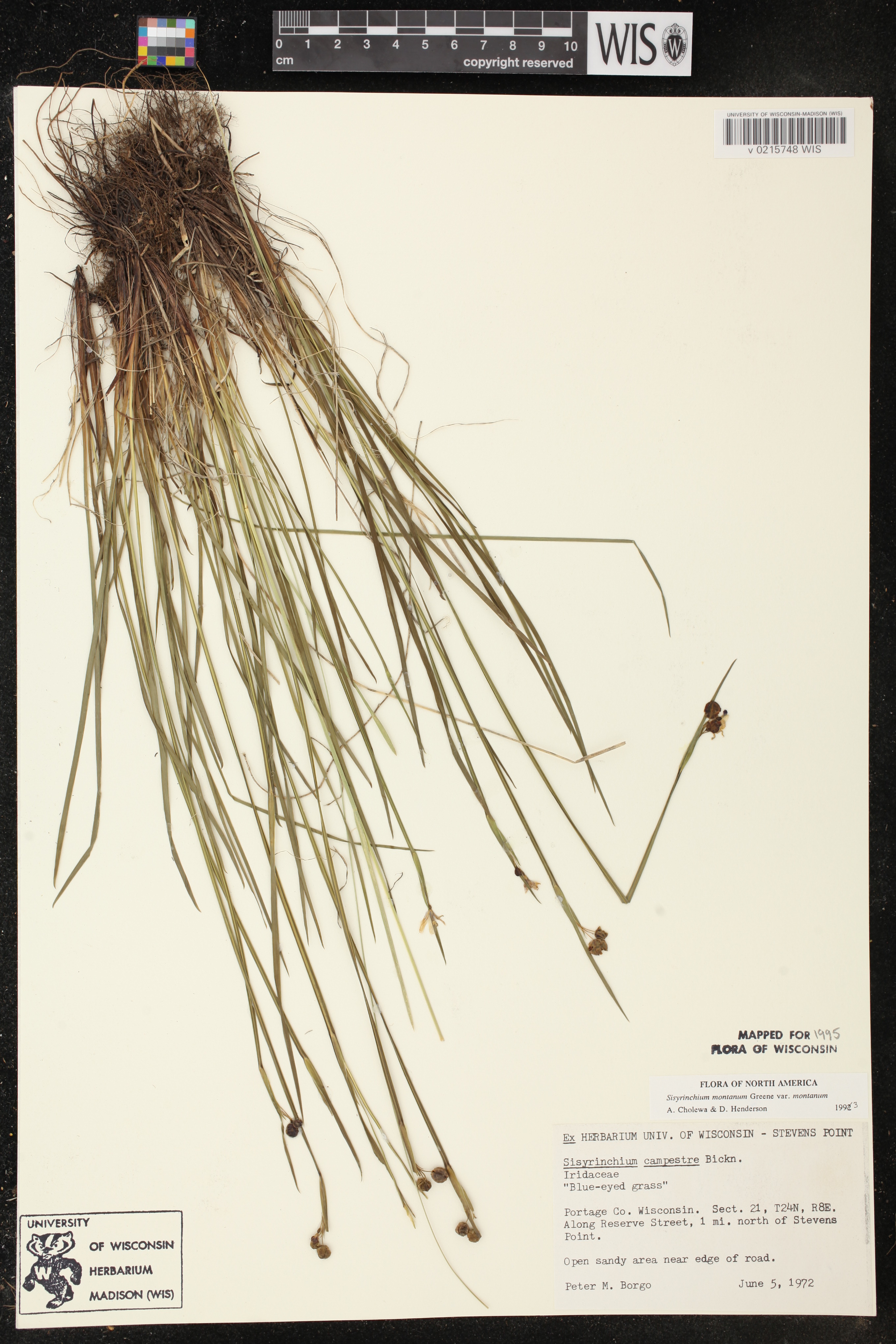 Sisyrinchium montanum image