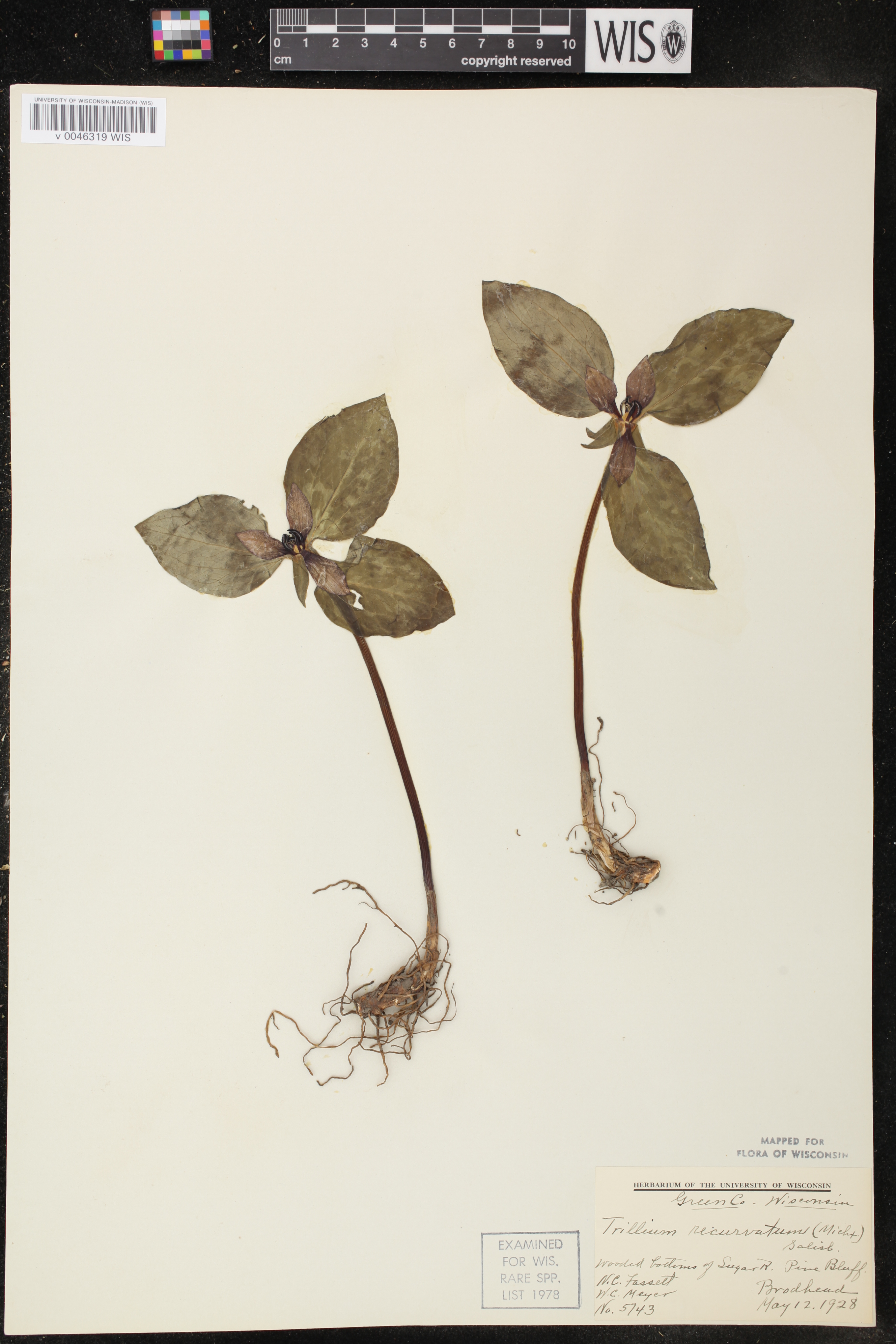Trillium recurvatum image