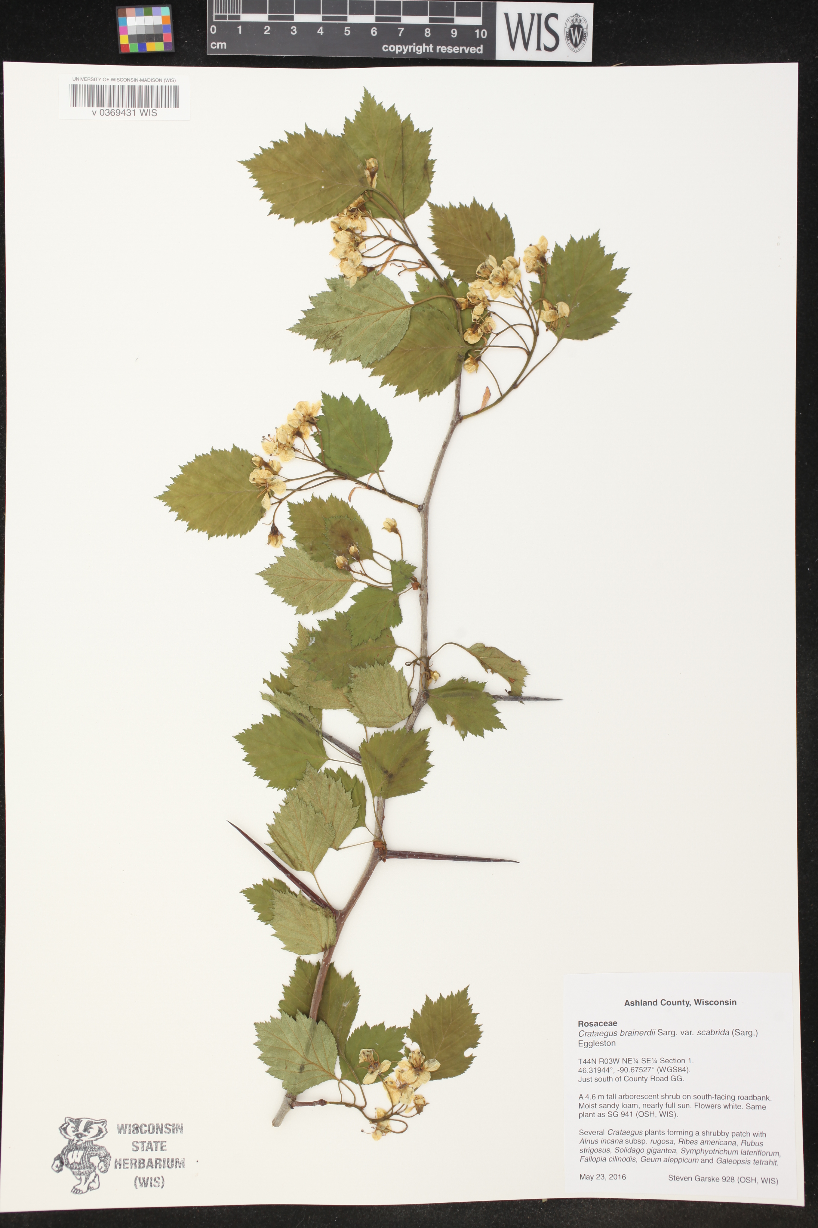 Crataegus brainerdii var. scabrida image
