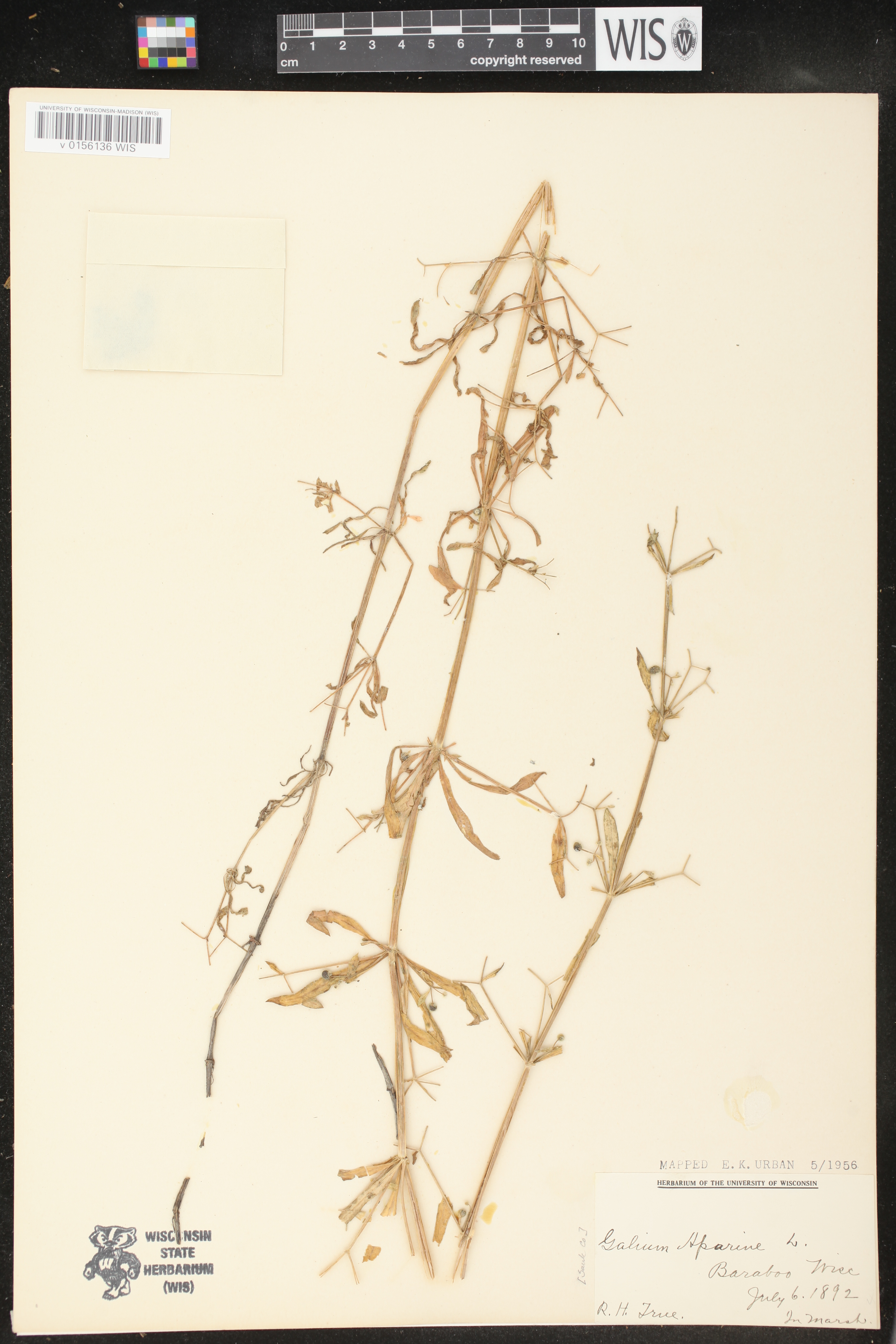 Galium aparine image