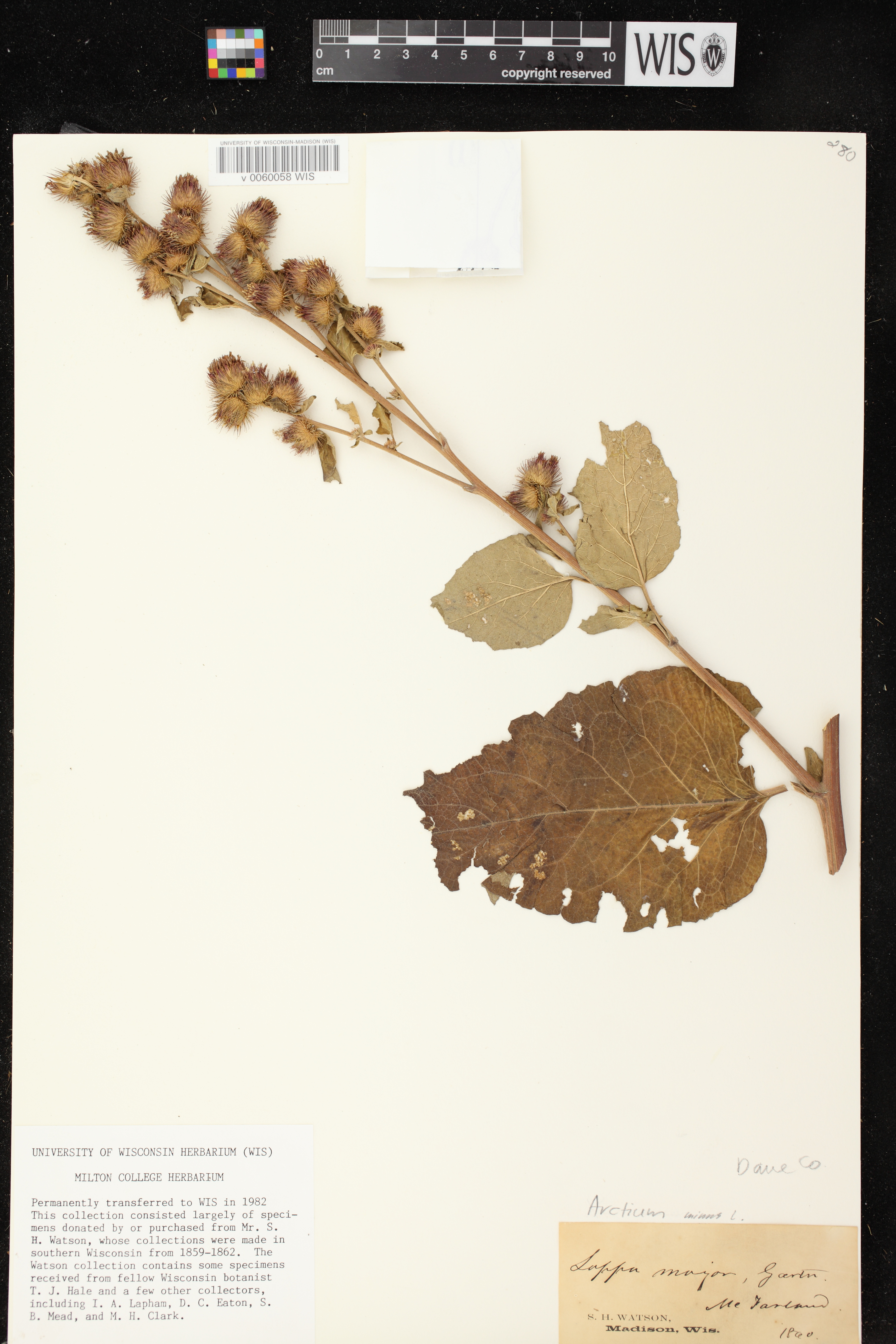 Arctium minus image
