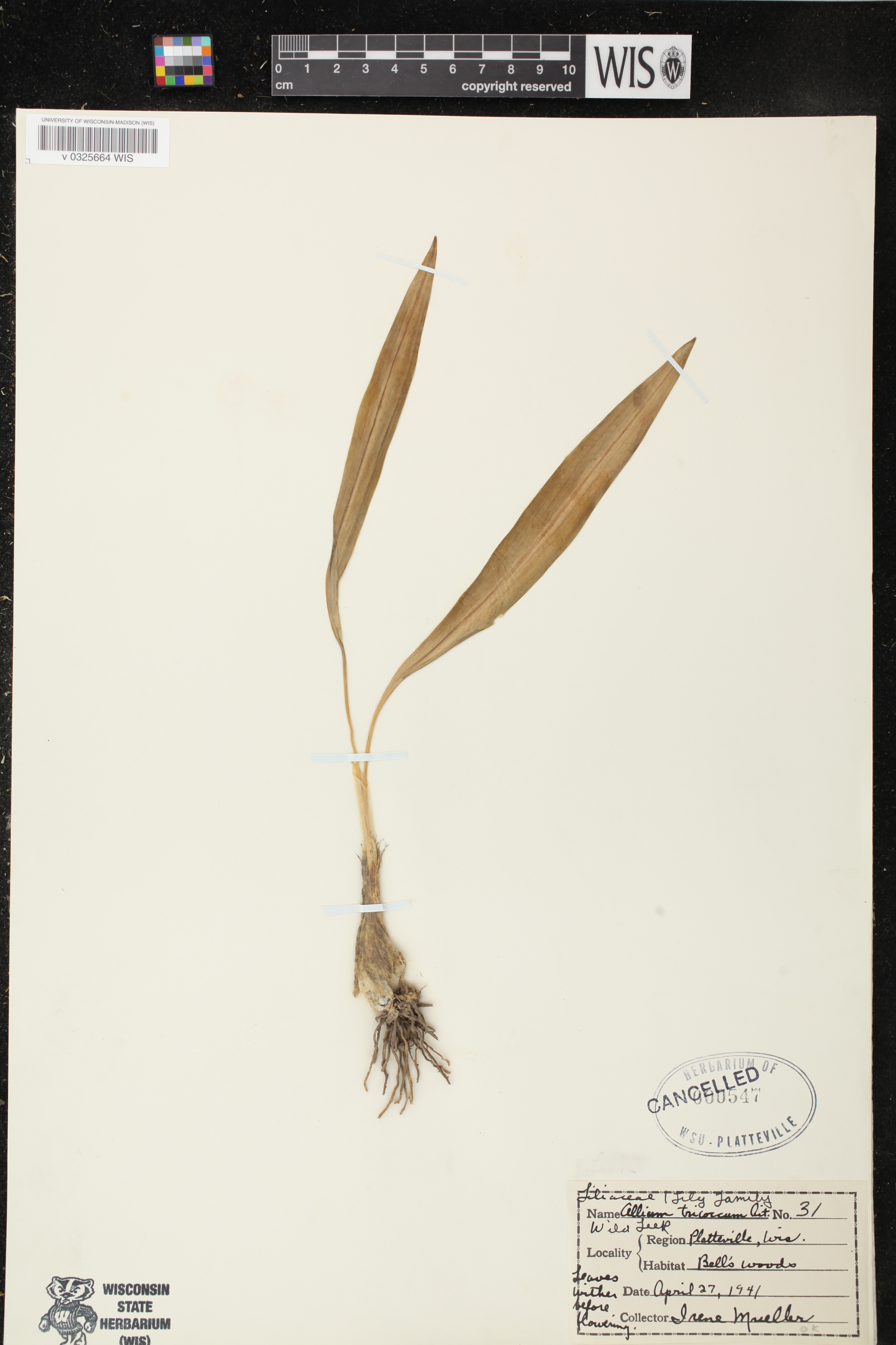 Allium tricoccum image