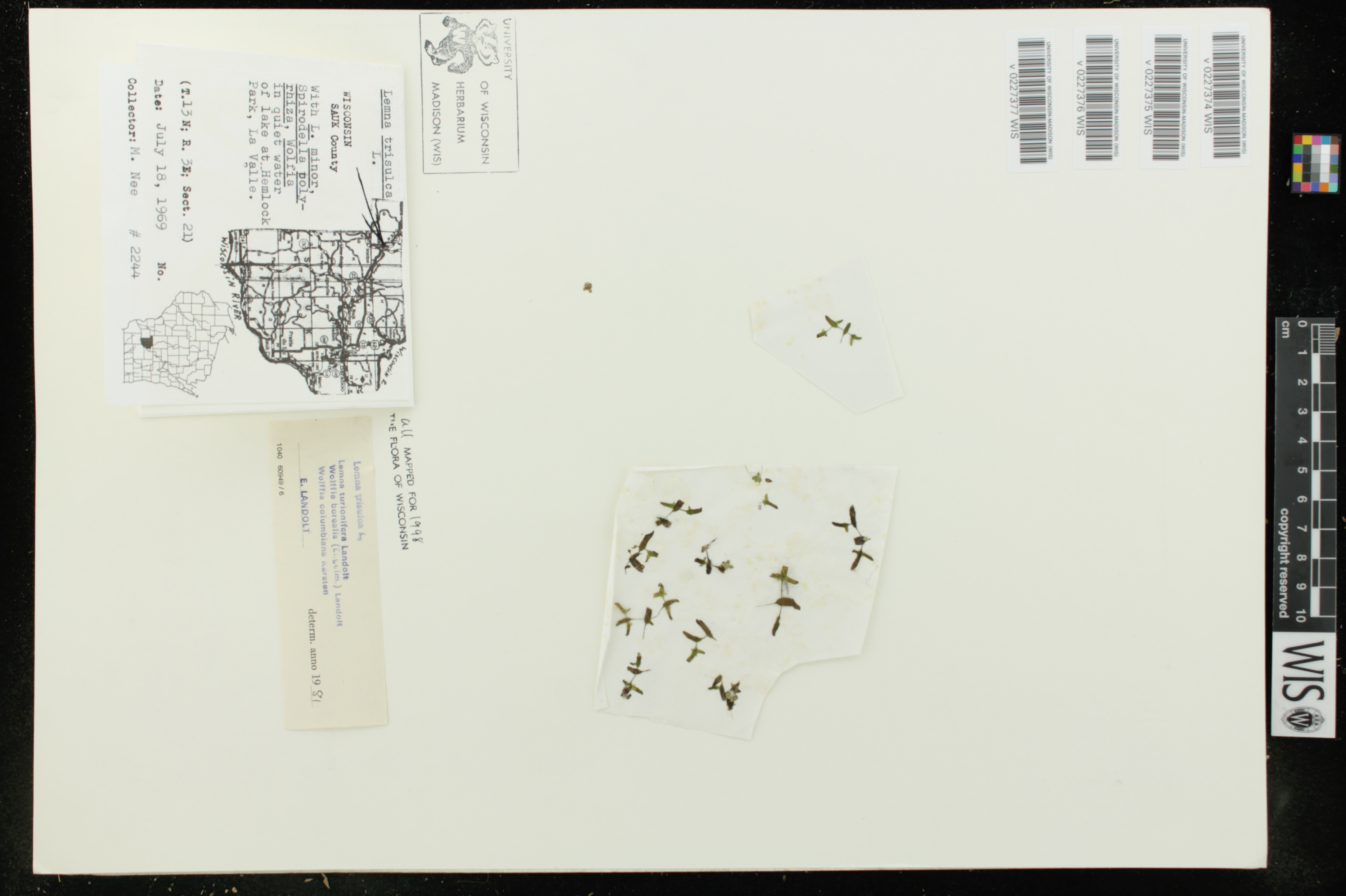 Lemna trisulca image
