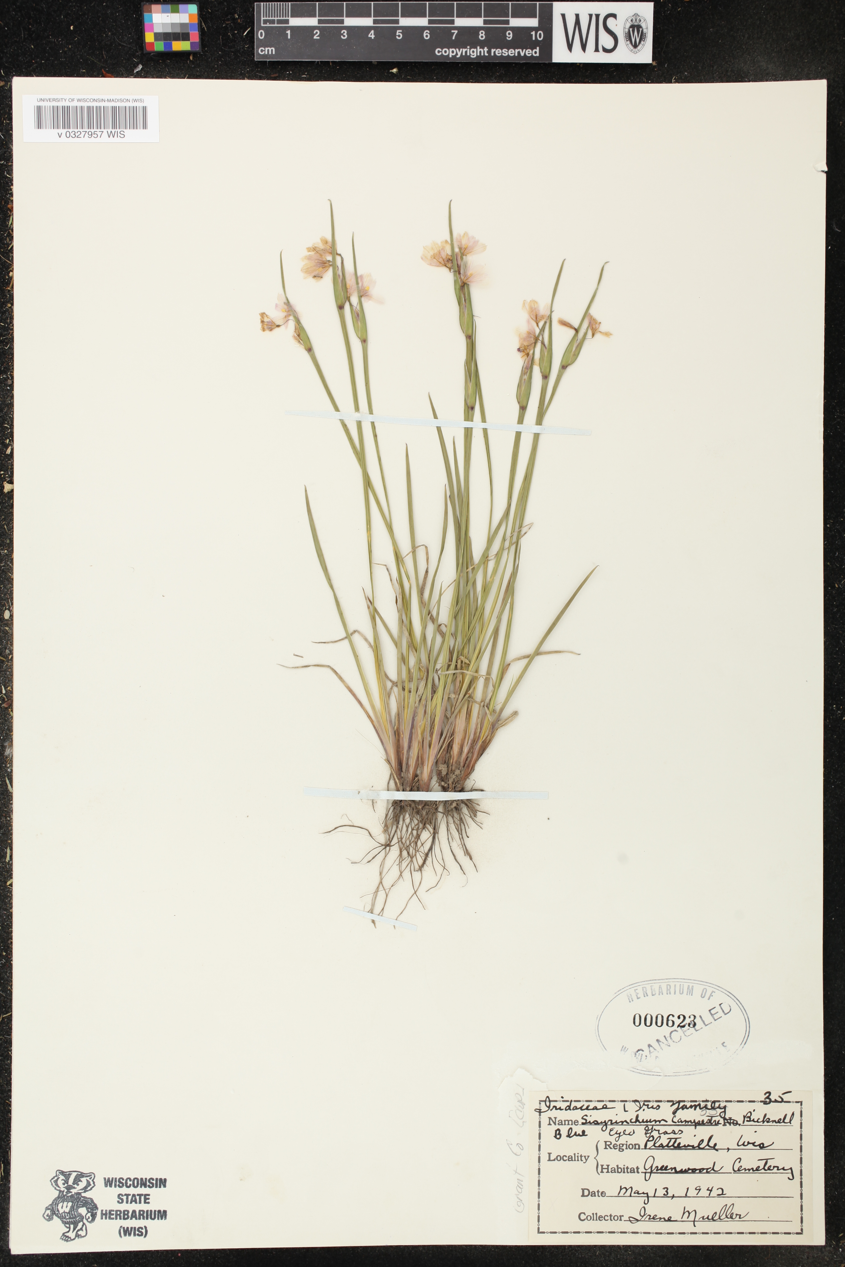 Sisyrinchium campestre image