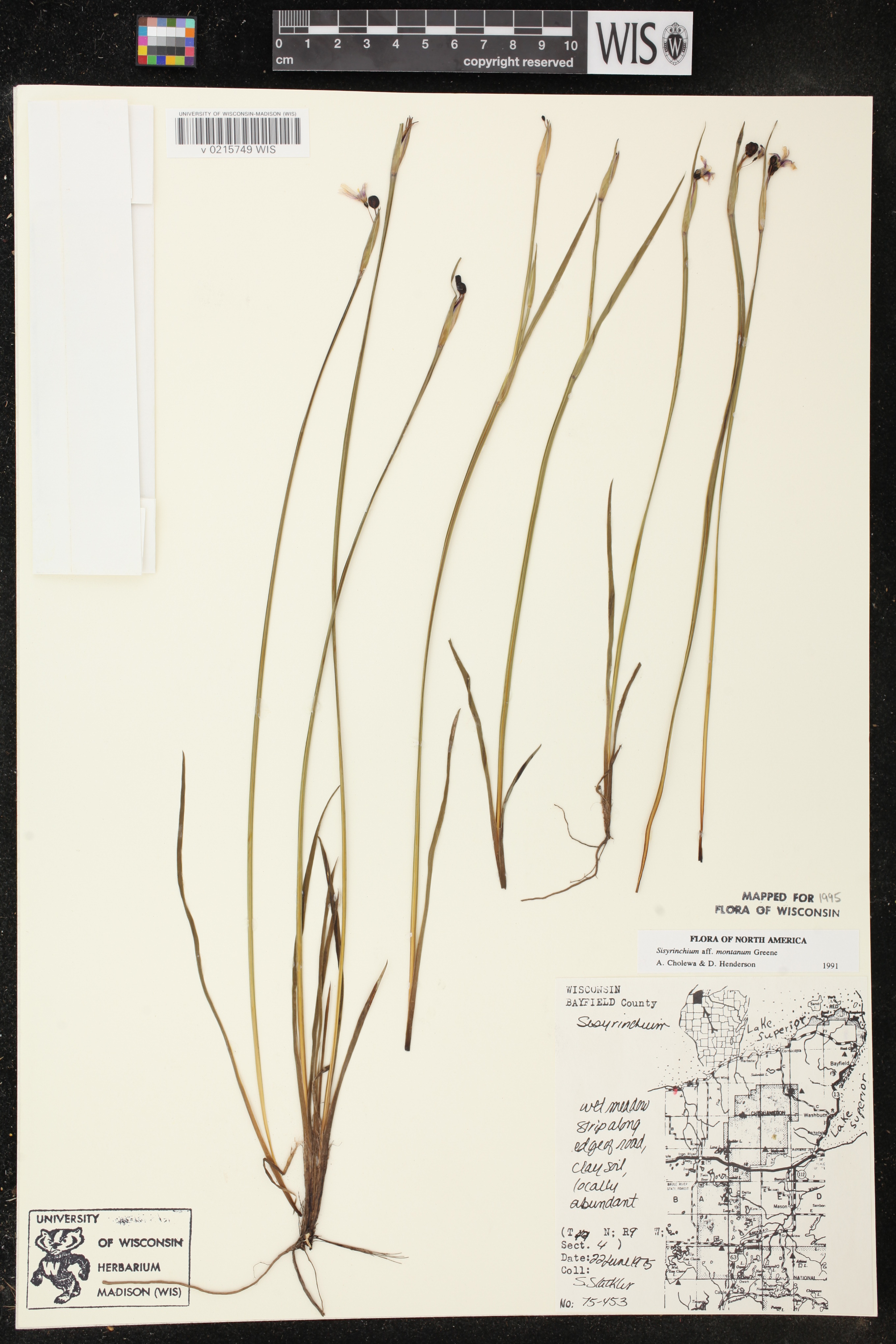 Sisyrinchium montanum image