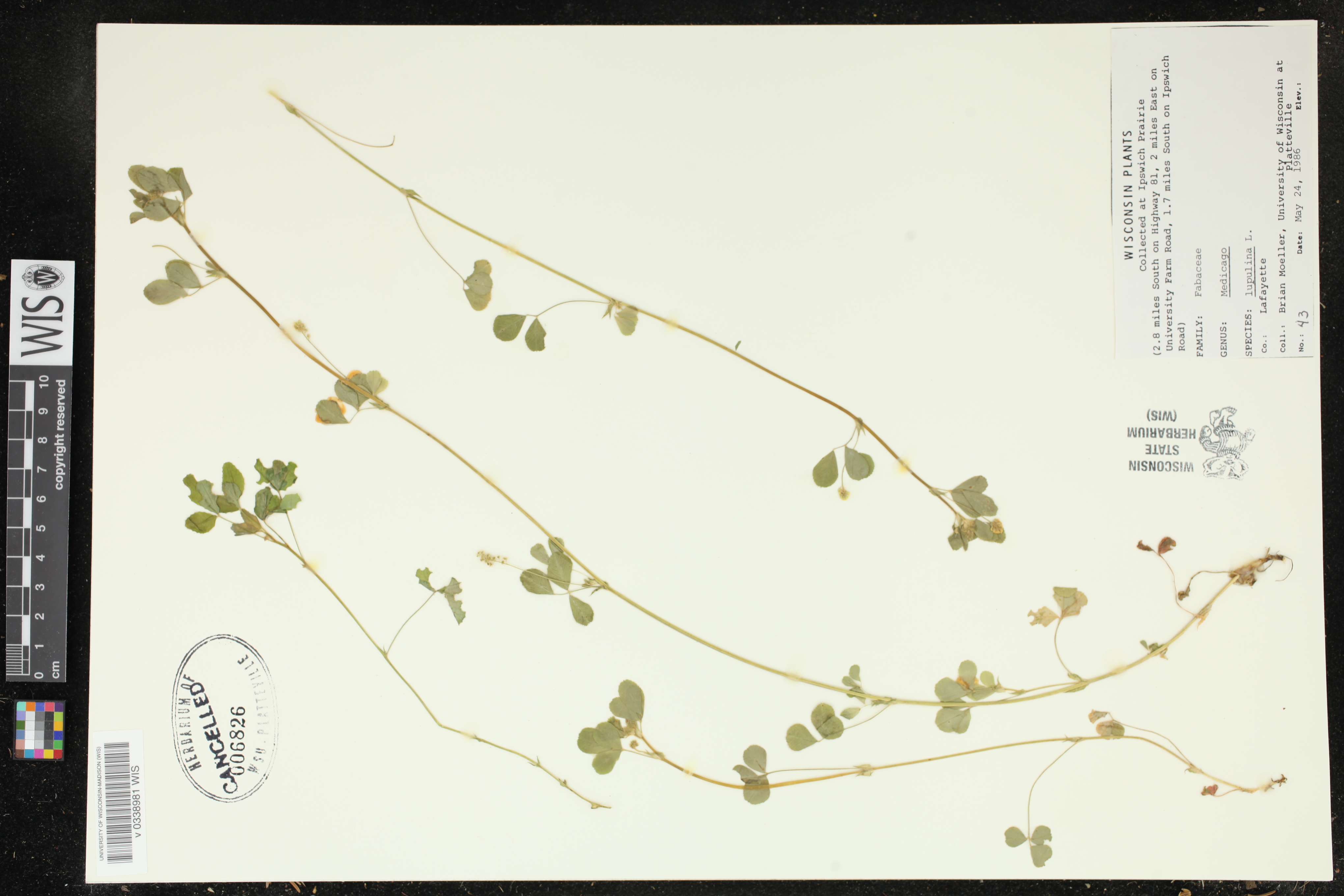 Medicago lupulina image