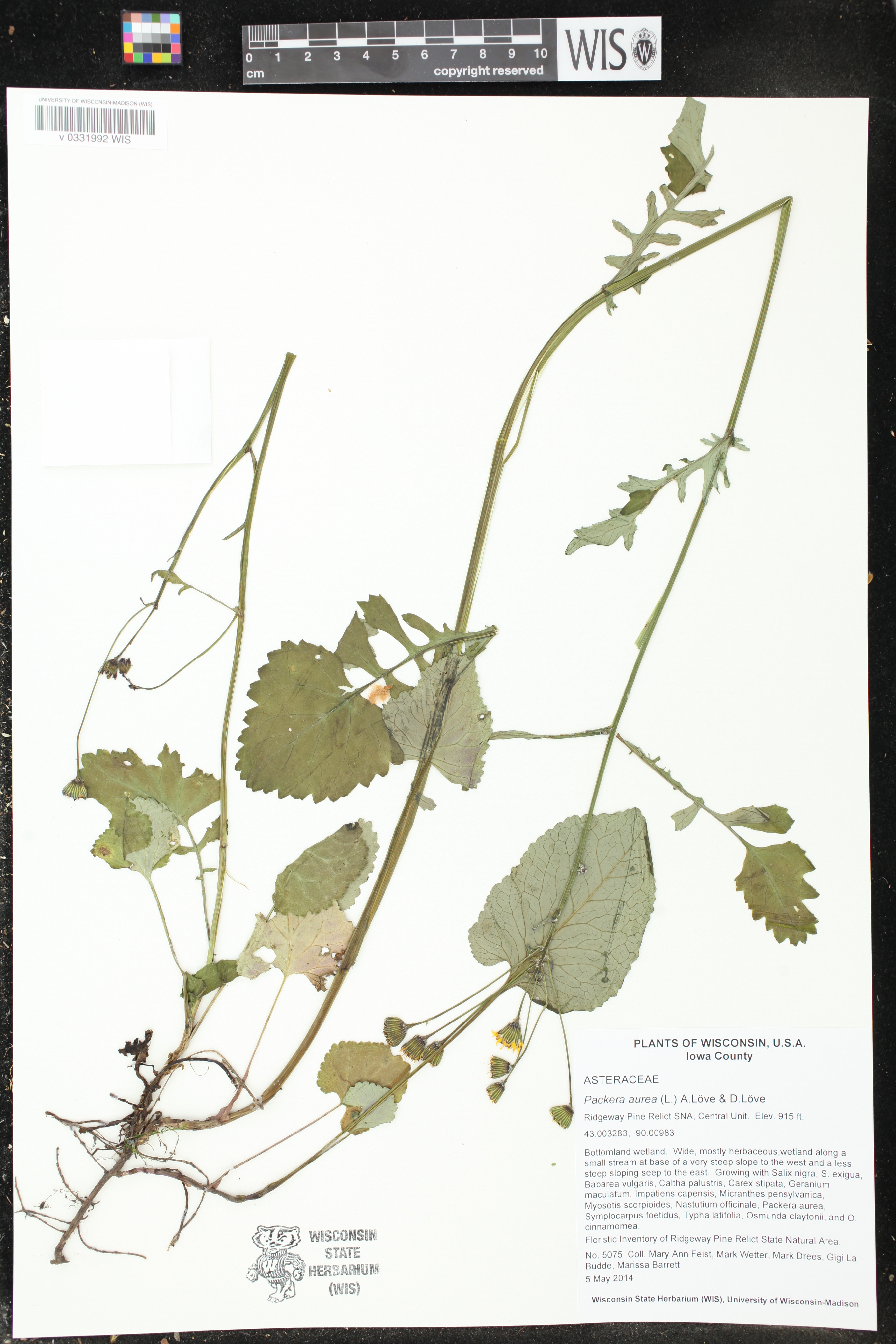 Packera aurea image