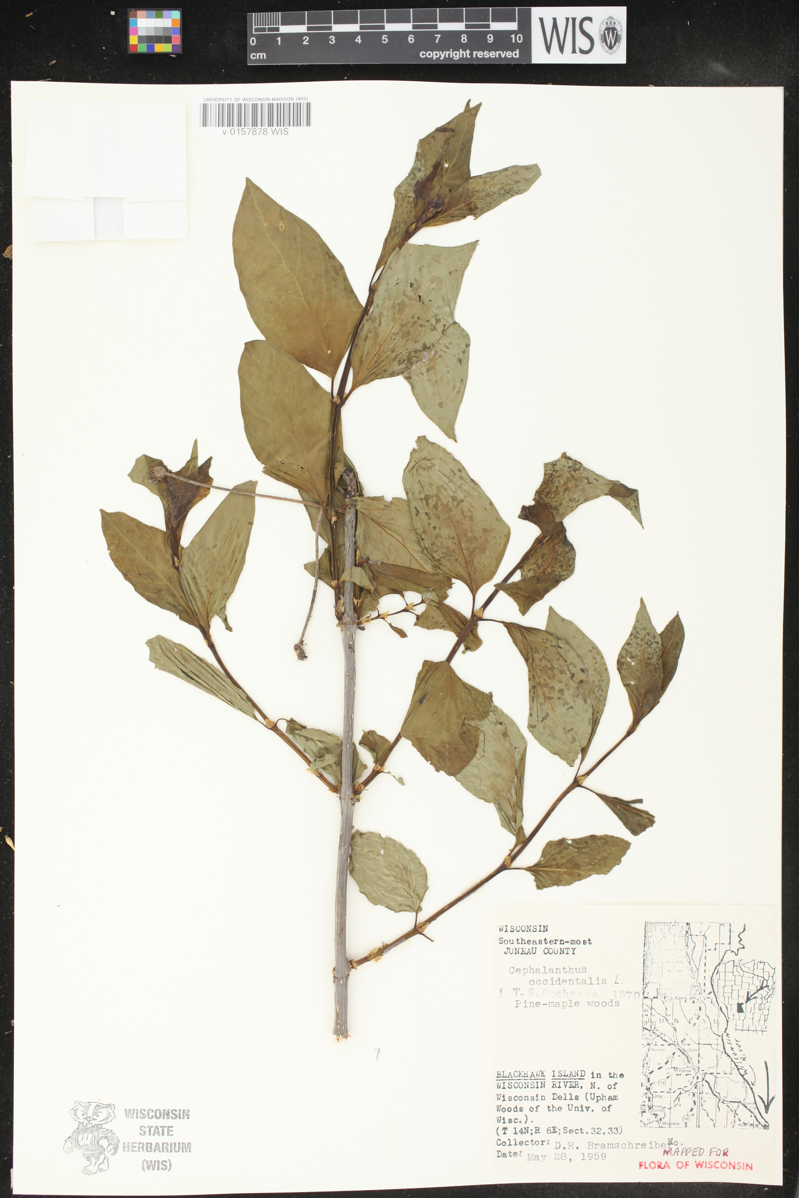 Cephalanthus occidentalis image