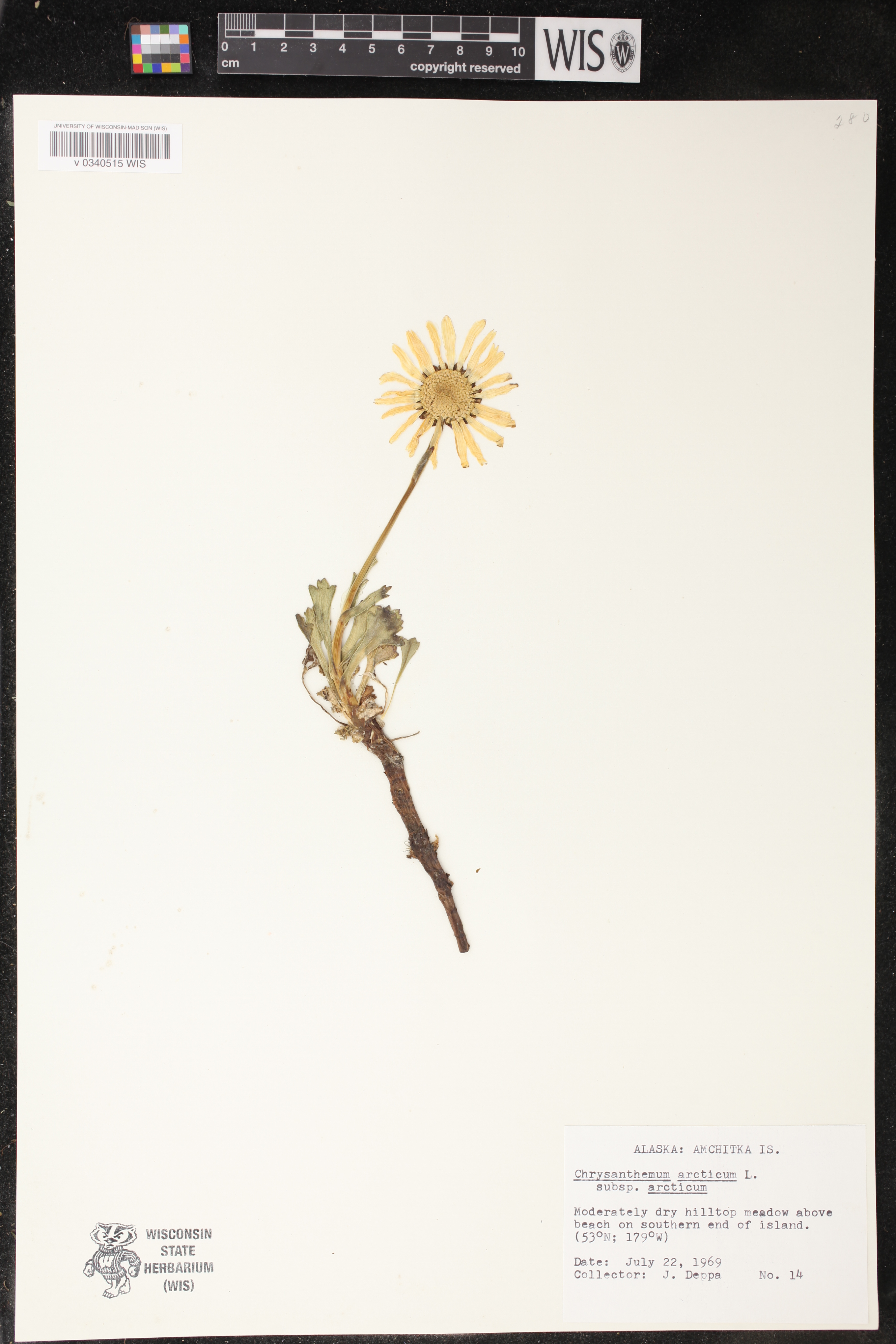 Chrysanthemum arcticum subsp. arcticum image