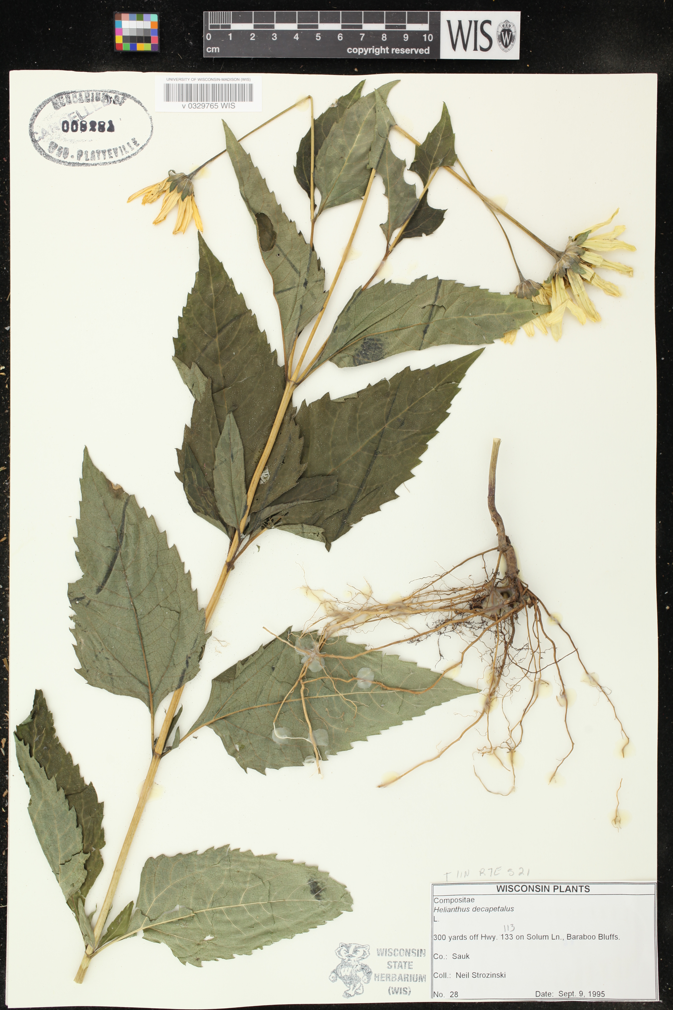 Helianthus decapetalus image