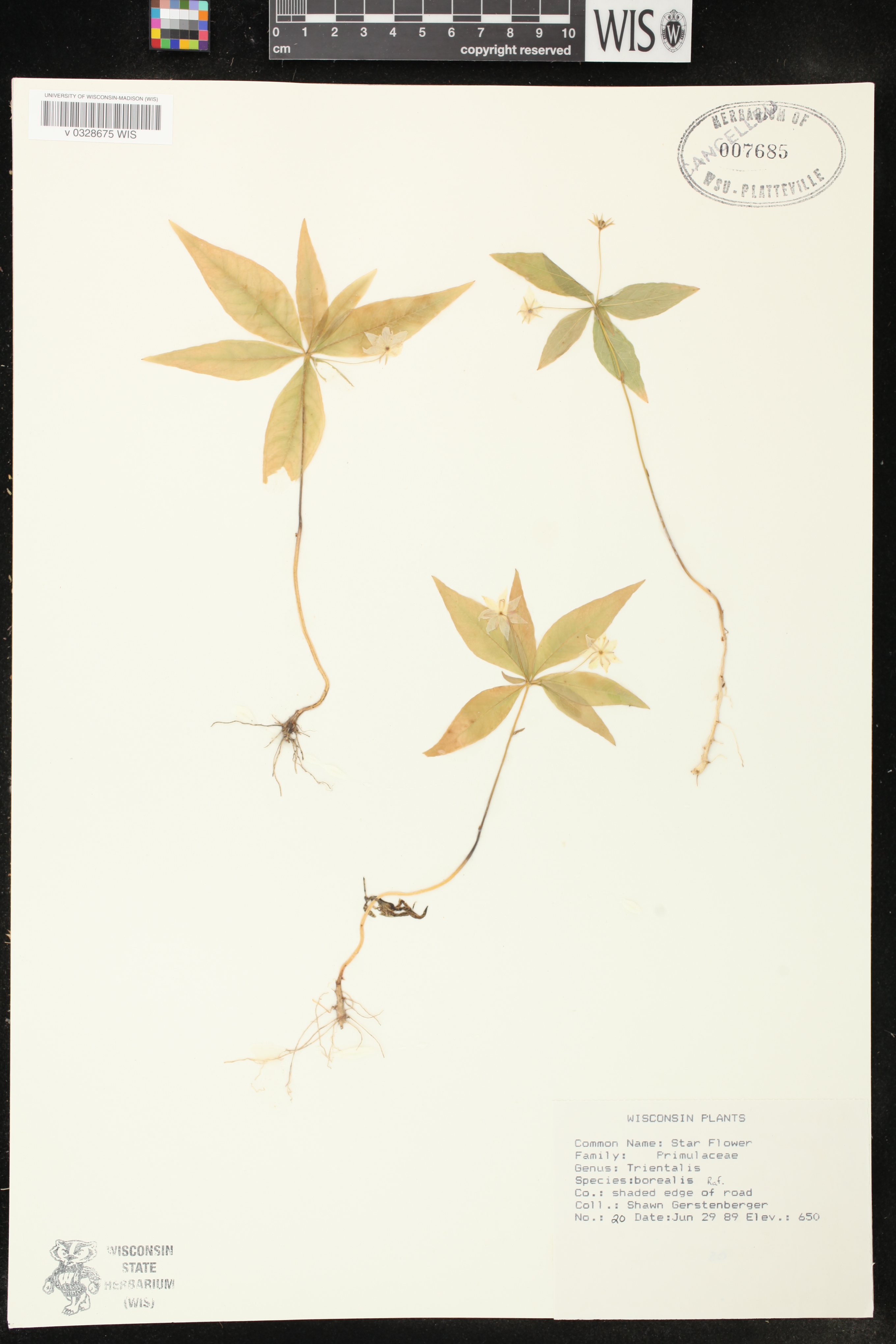 Trientalis borealis image