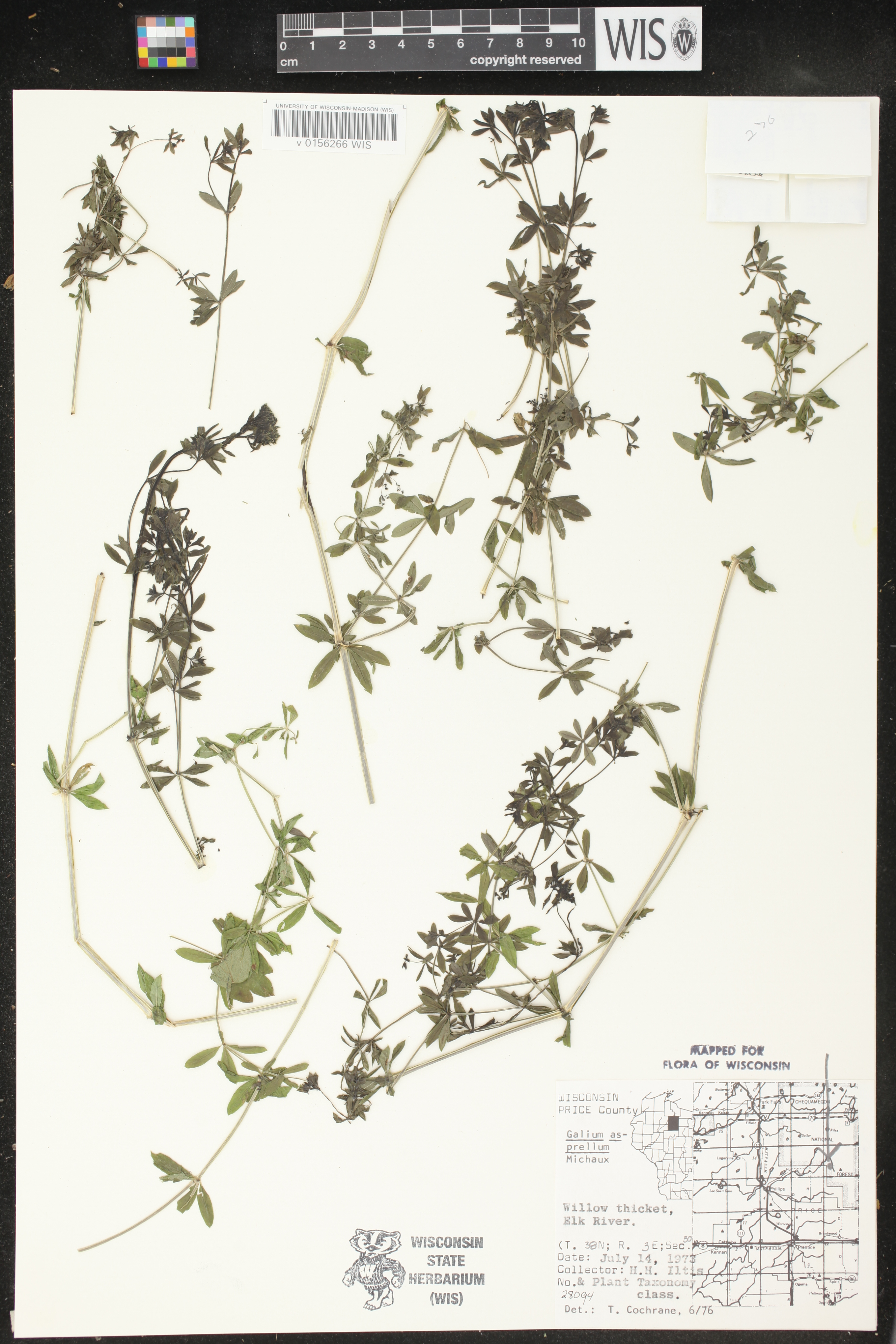 Galium asprellum image