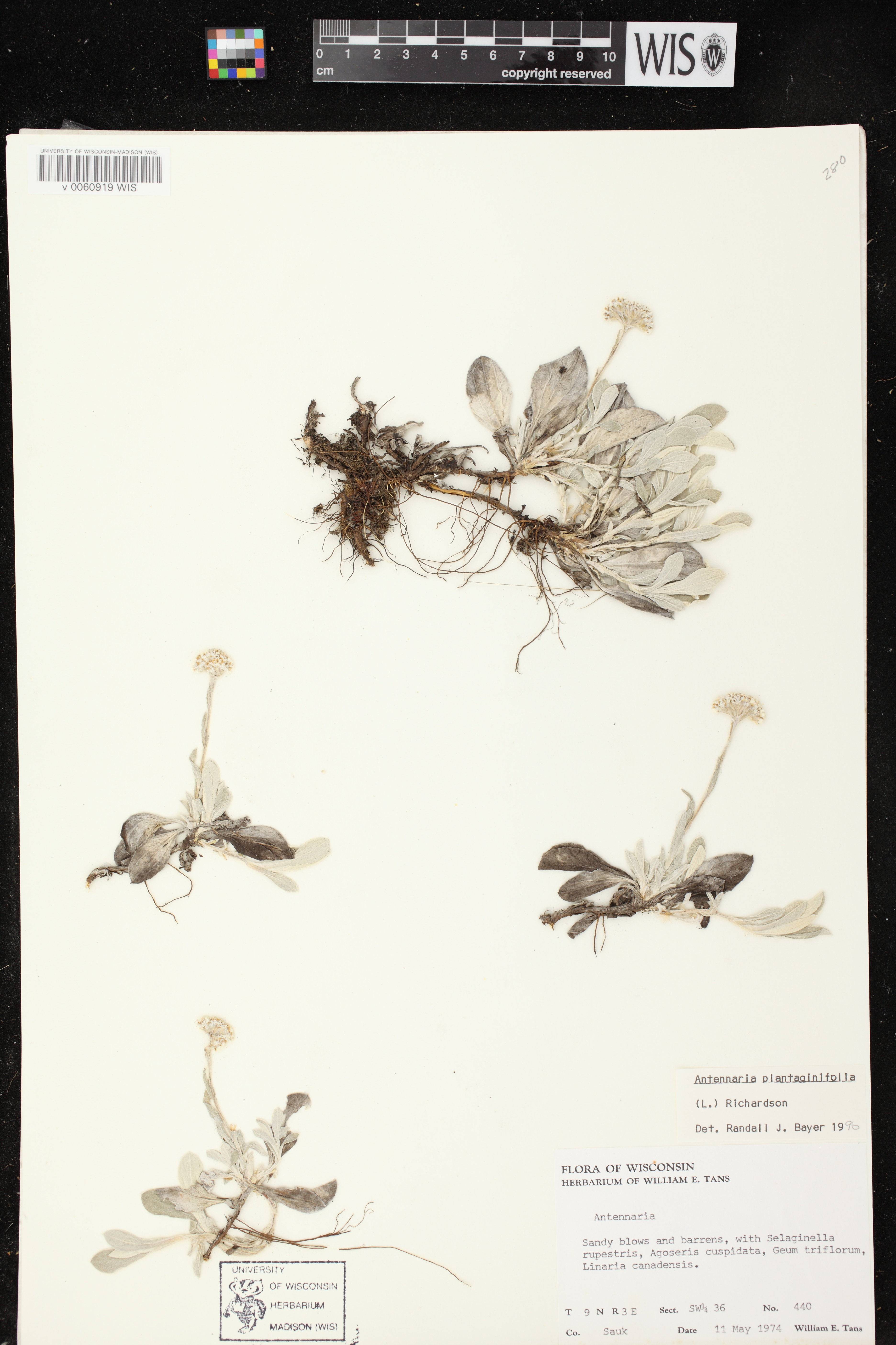 Antennaria plantaginifolia image
