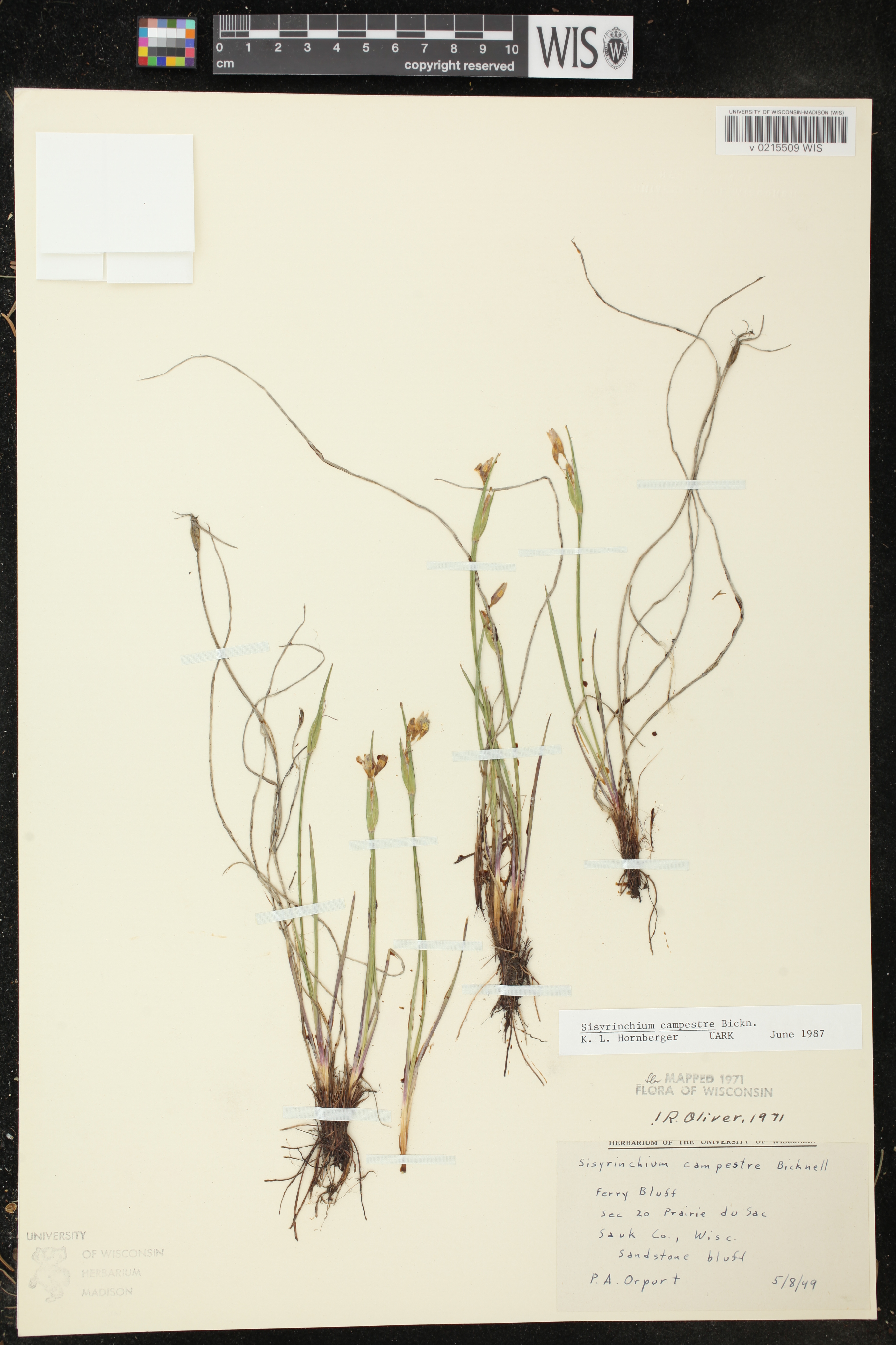 Sisyrinchium campestre image