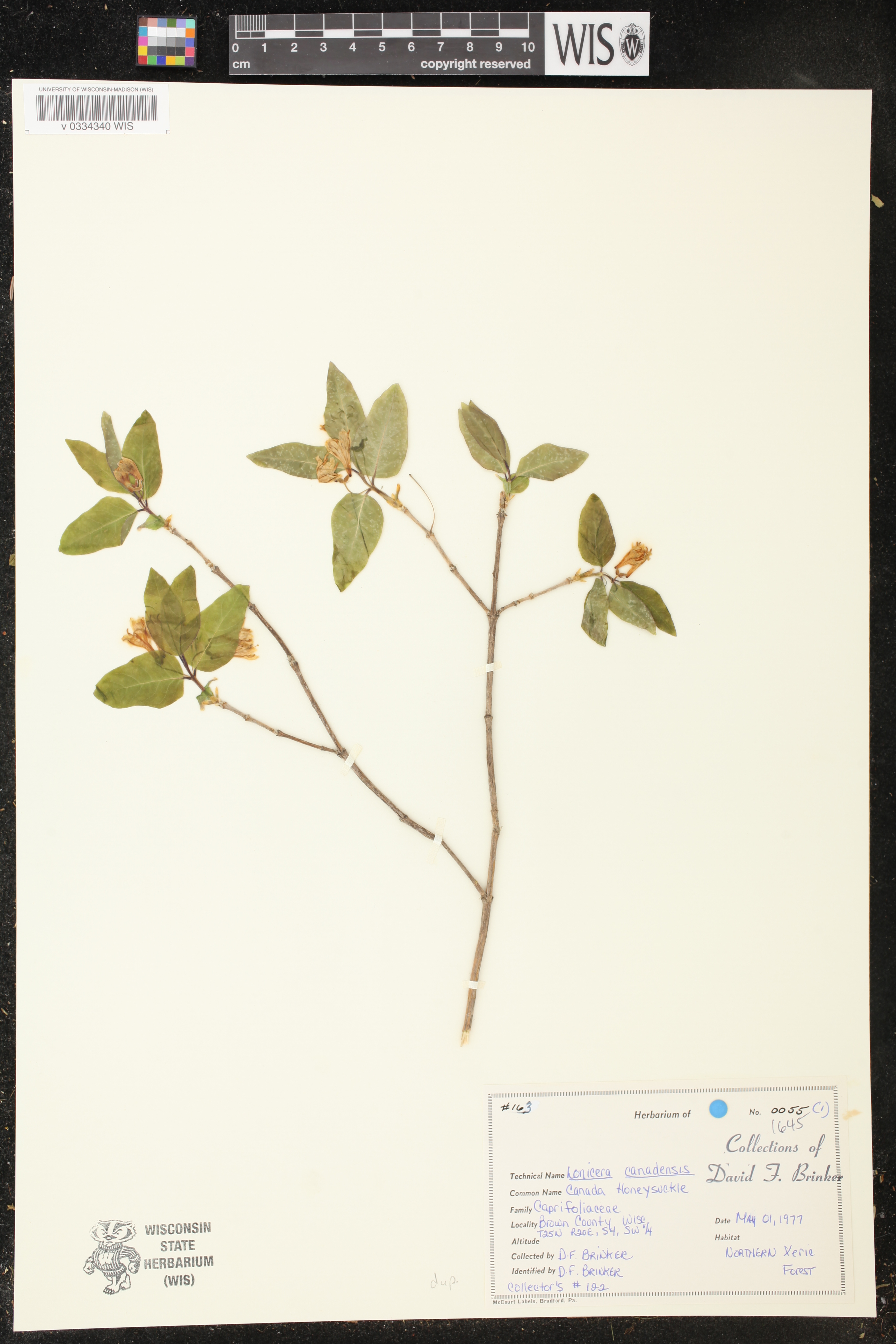 Lonicera canadensis image