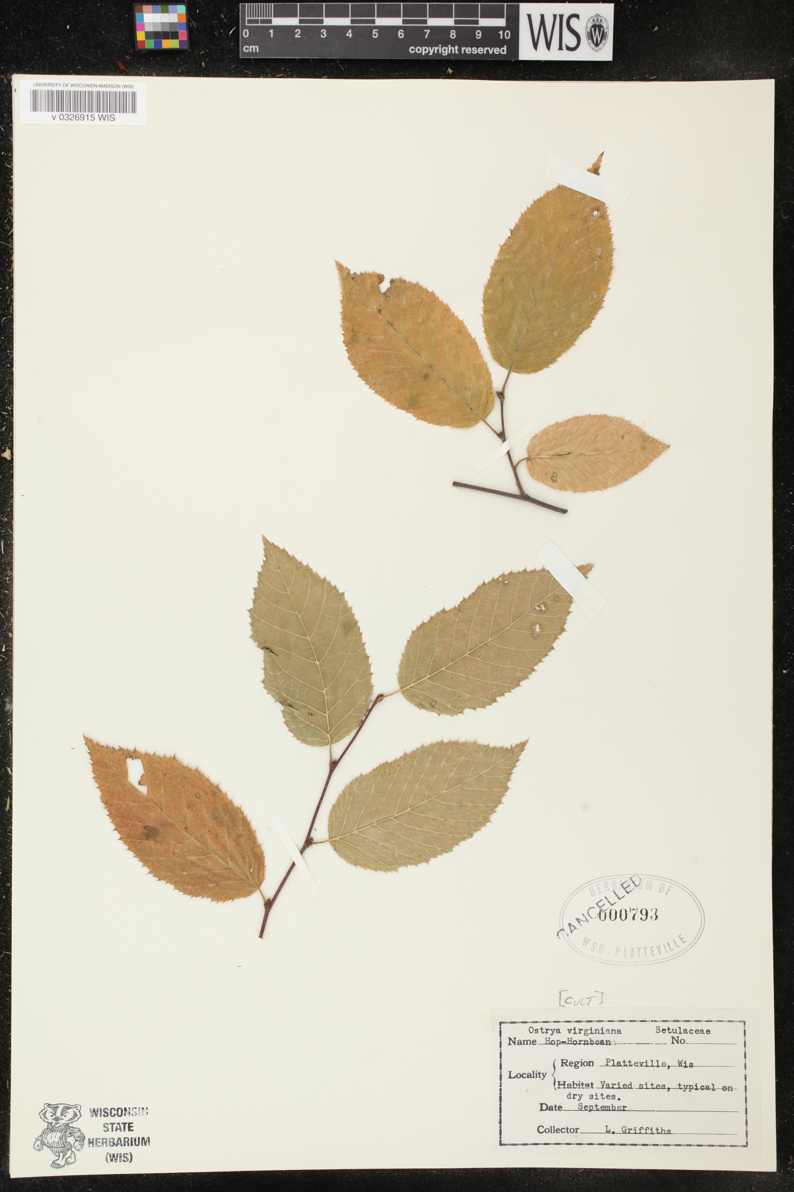 Ostrya virginiana image