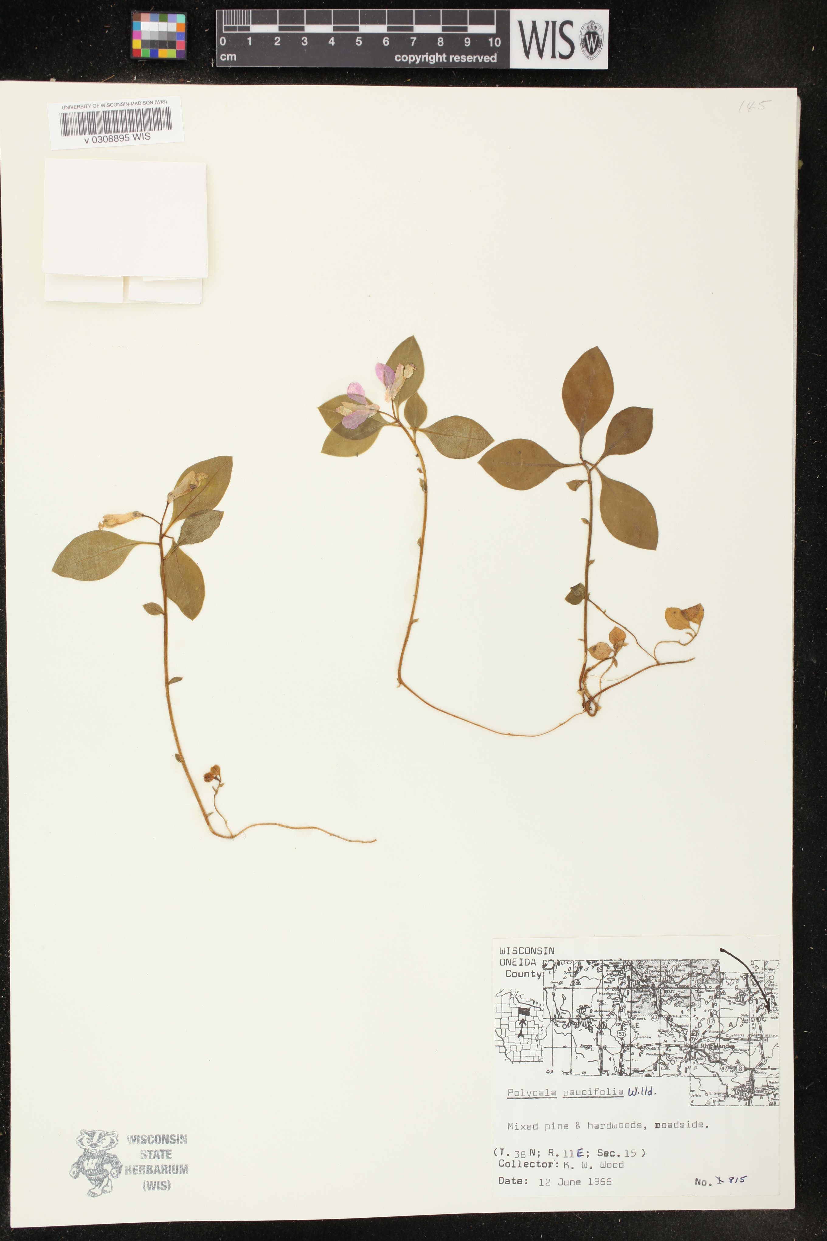 Polygala paucifolia image