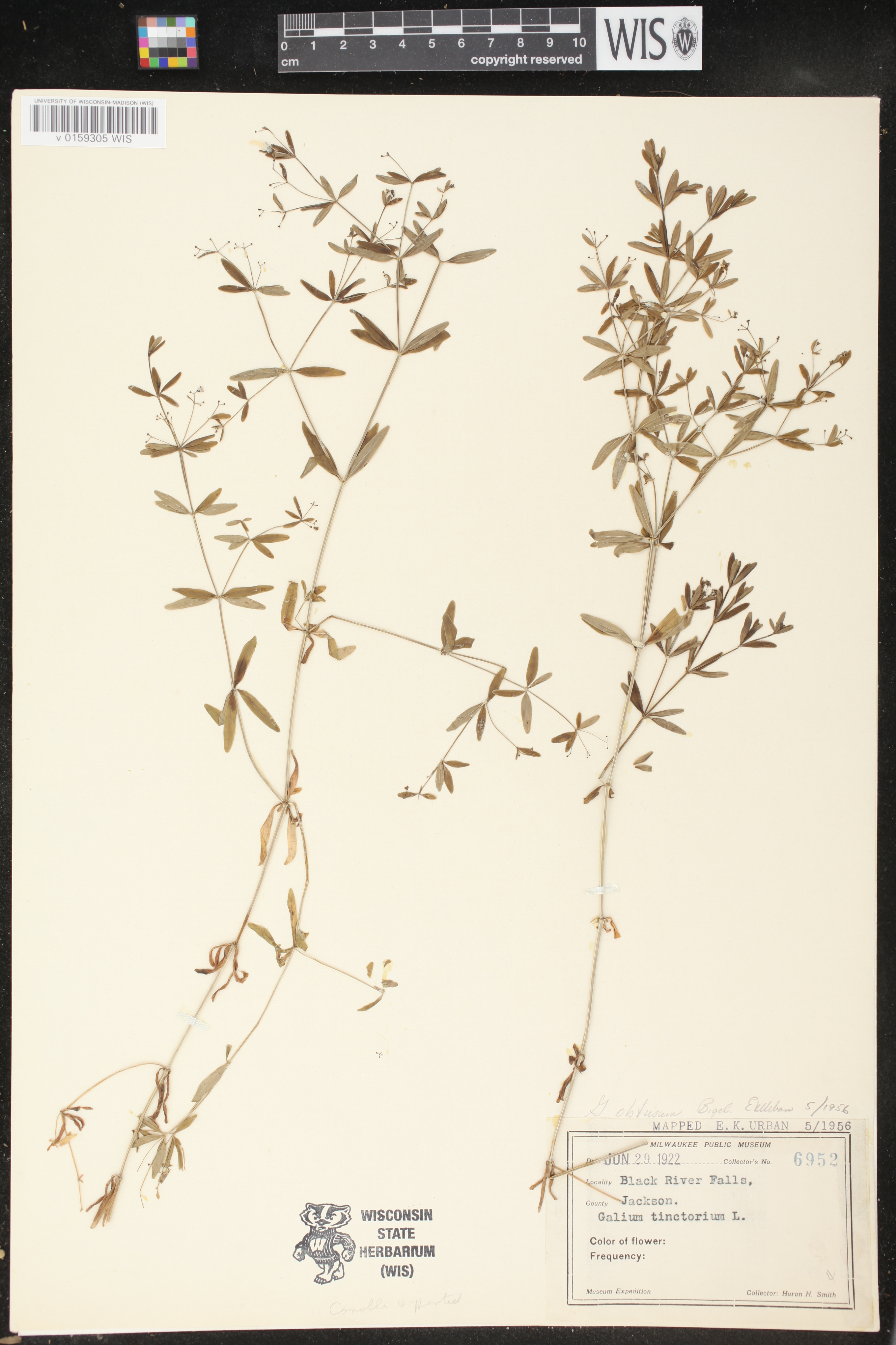 Galium obtusum subsp. obtusum image
