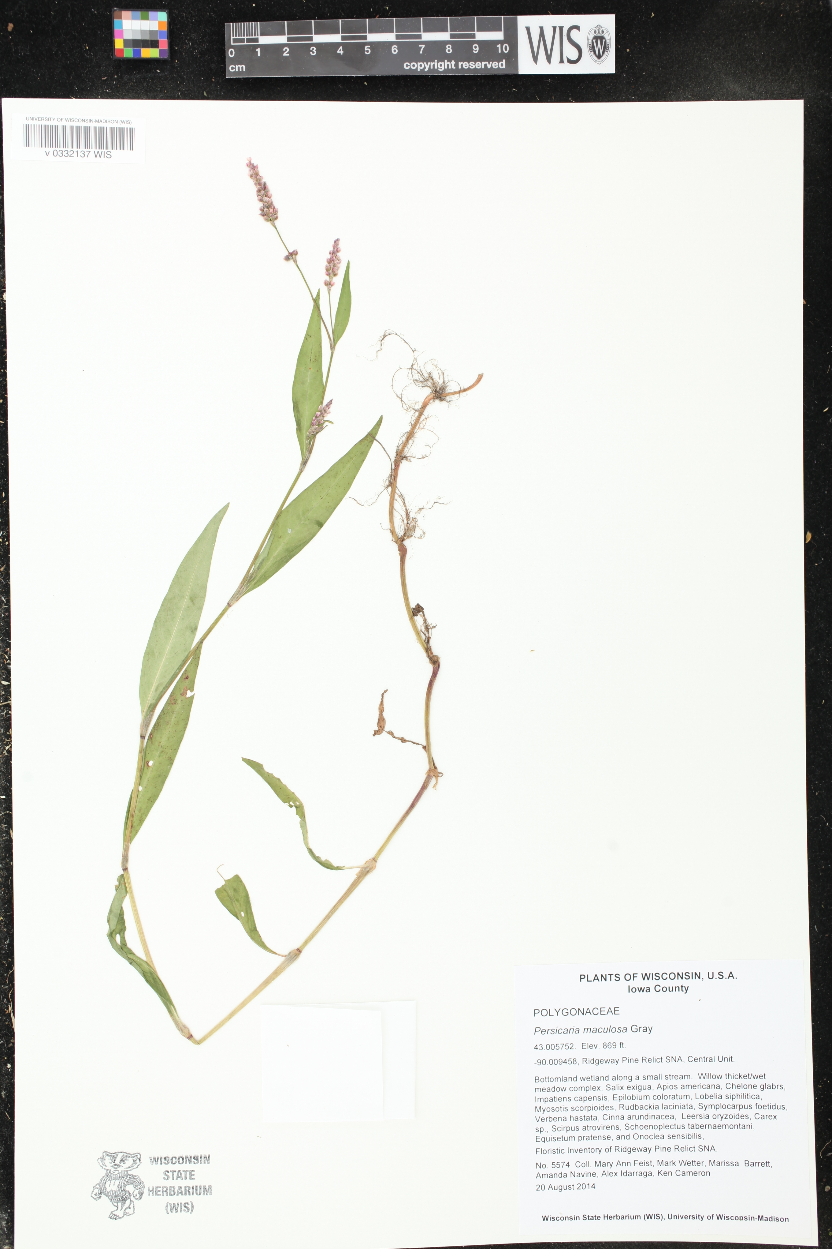 Persicaria maculosa image