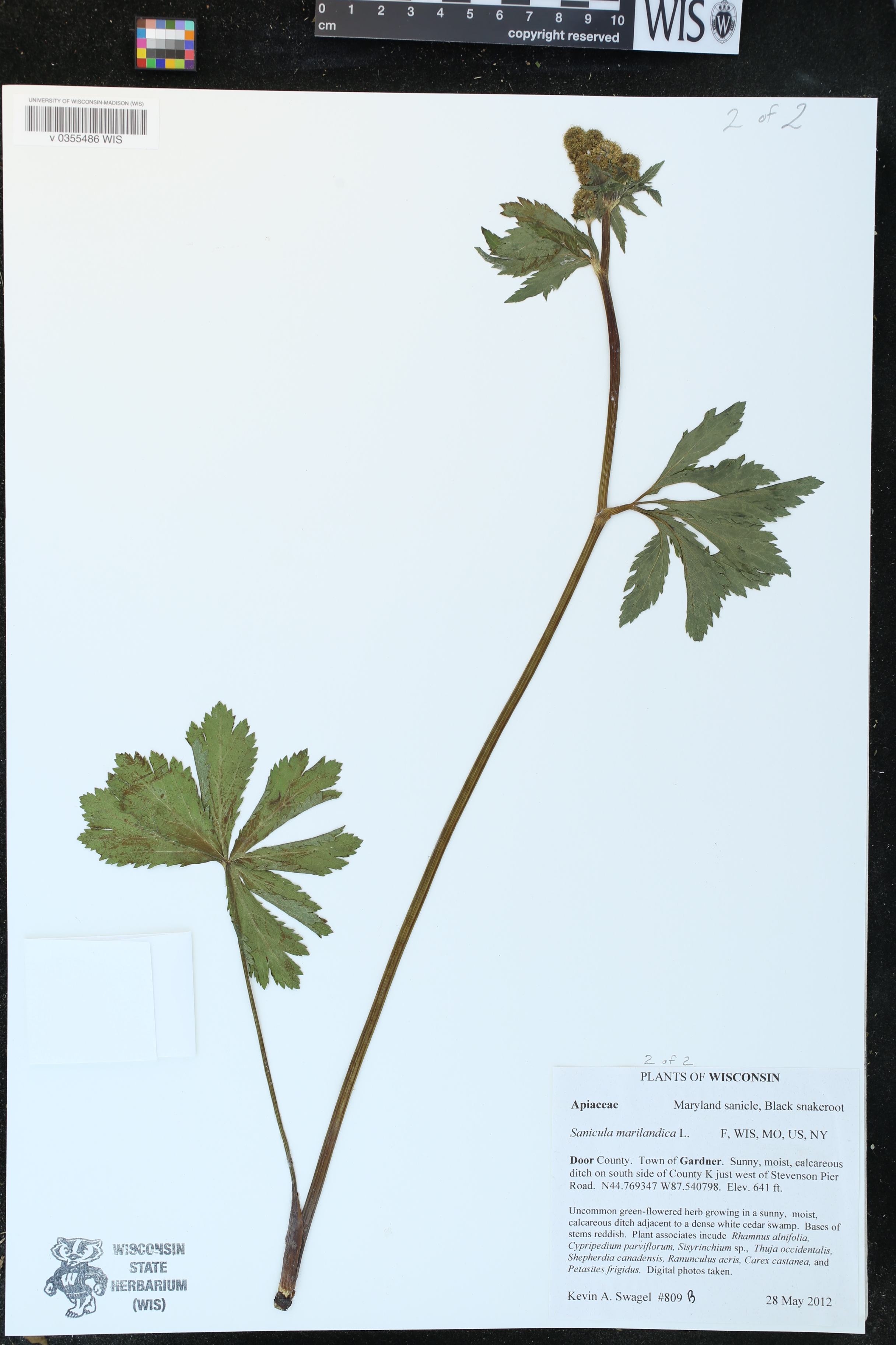 Sanicula marilandica image