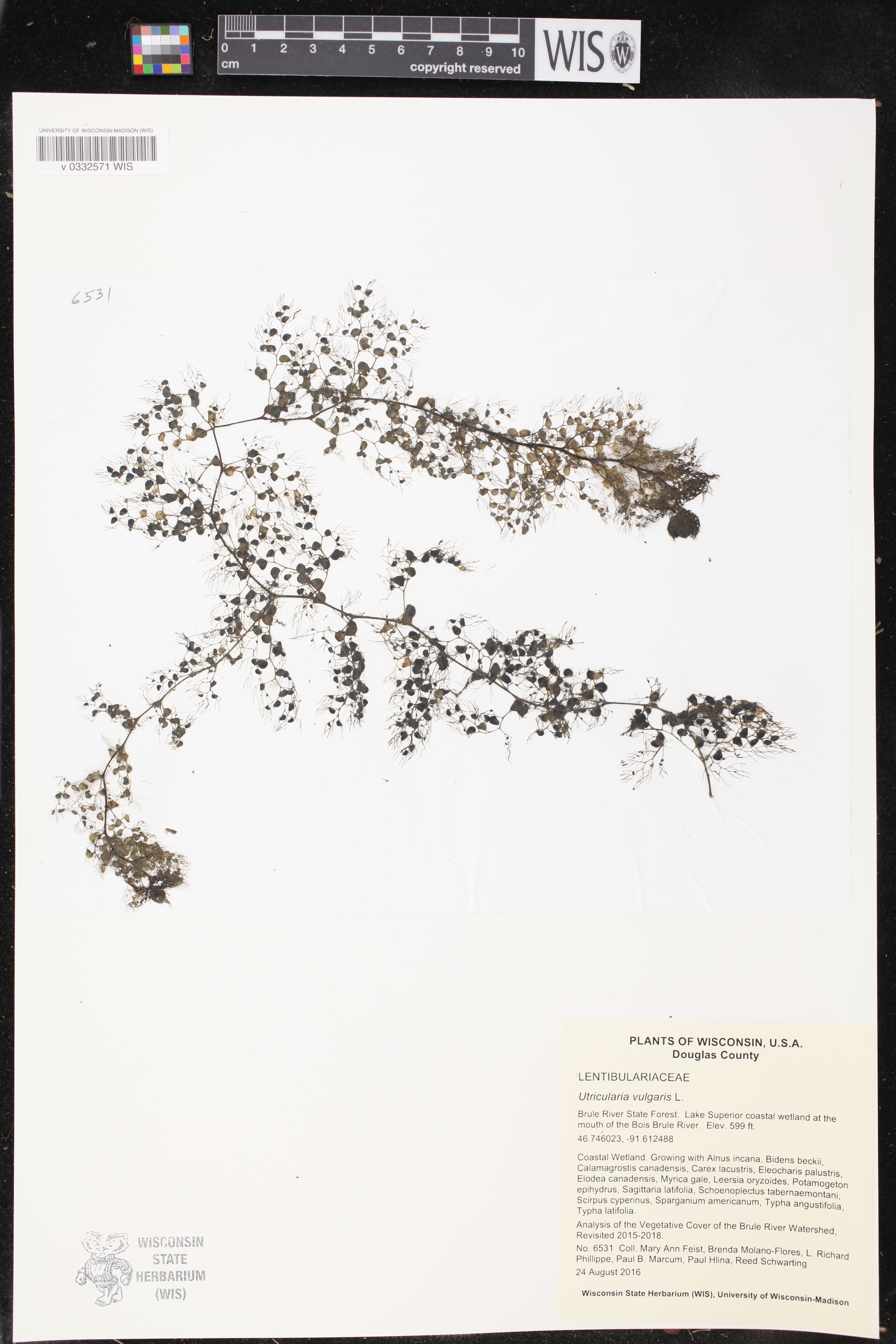 Utricularia vulgaris image