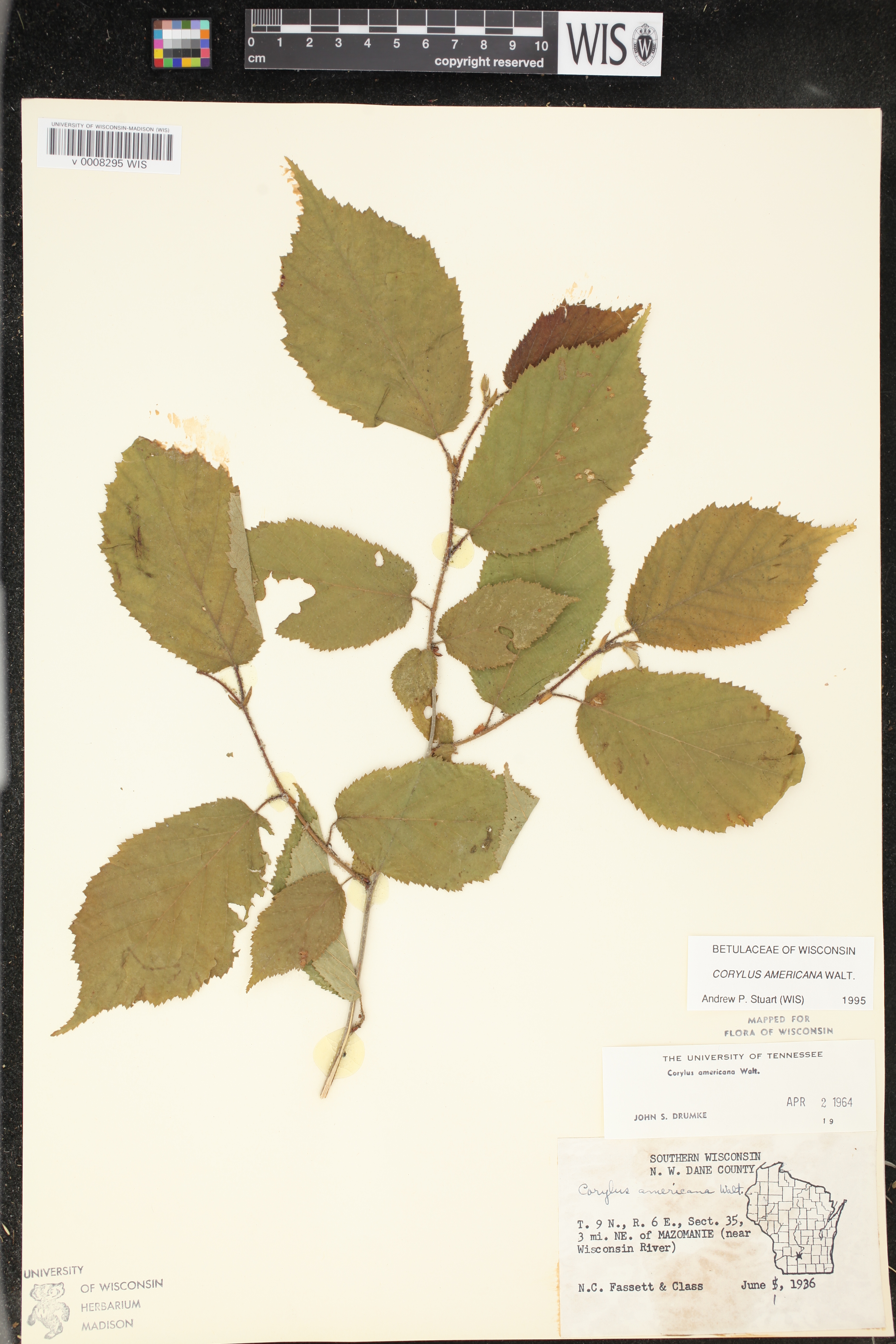 Corylus americana image