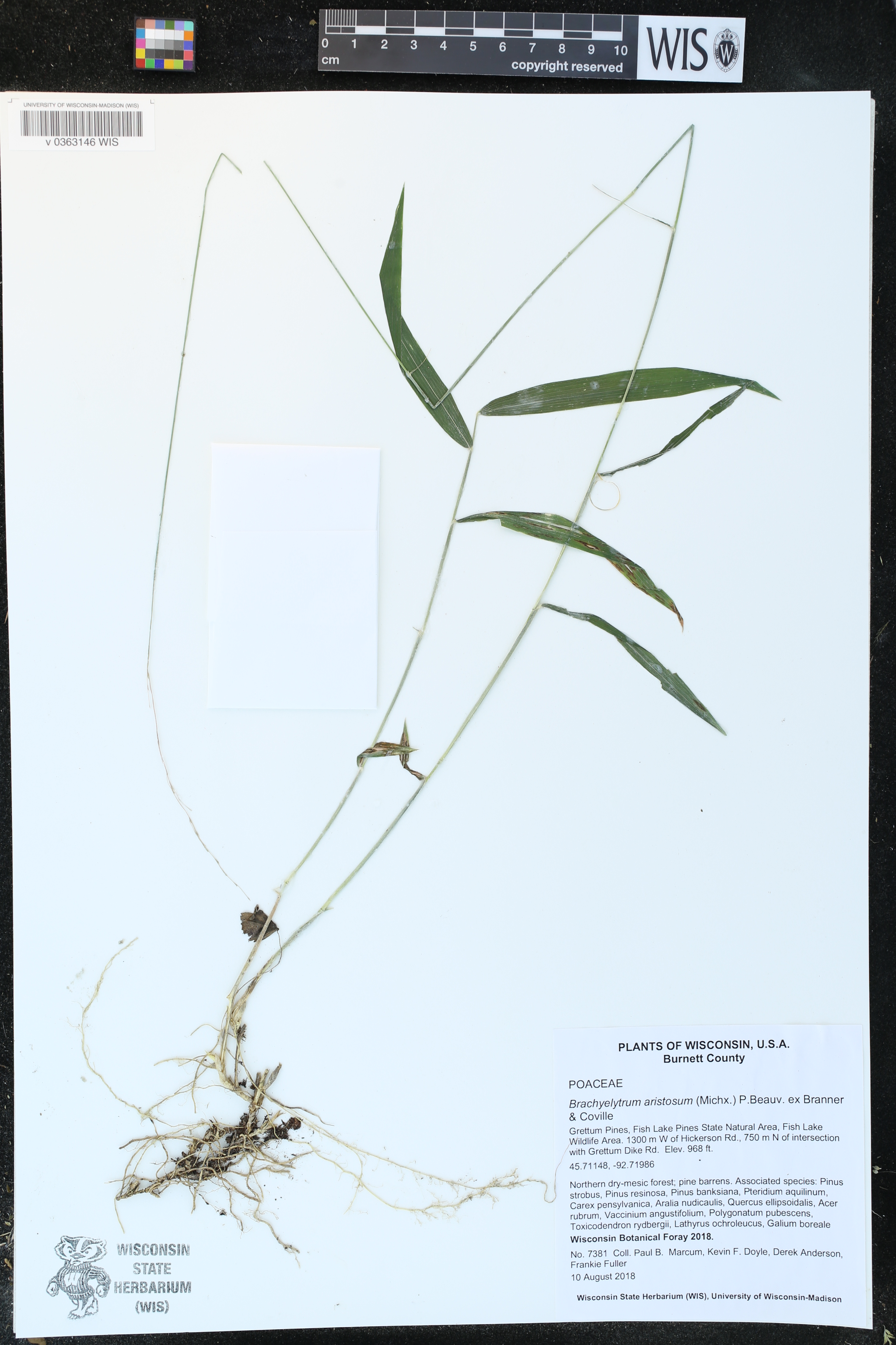 Brachyelytrum aristosum image