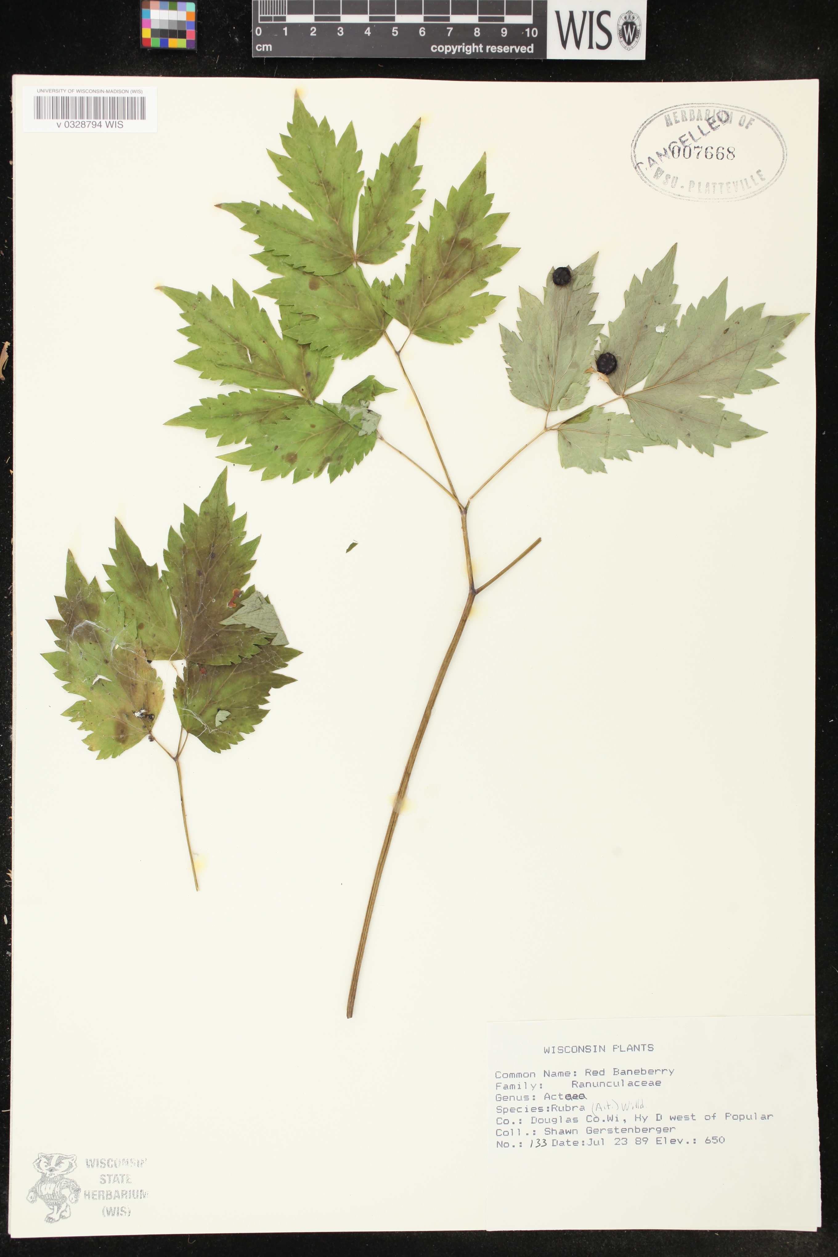 Actaea rubra image