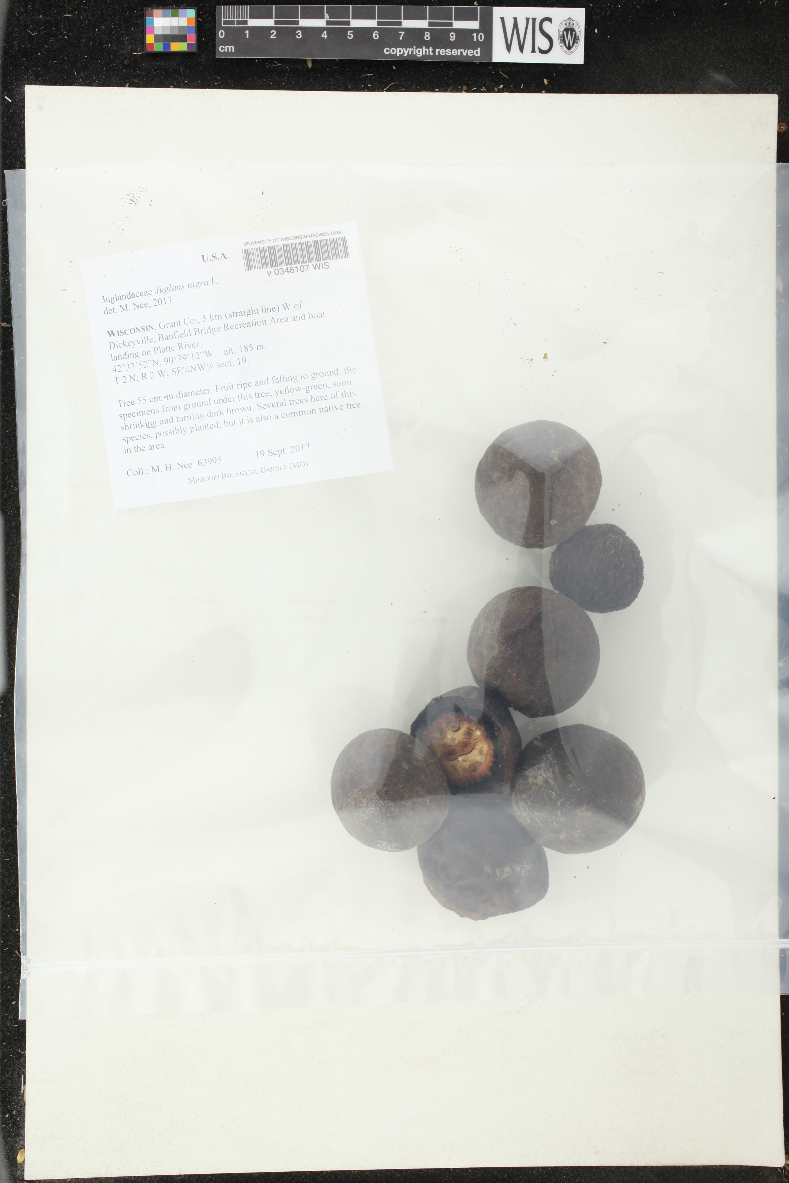 Juglans nigra image