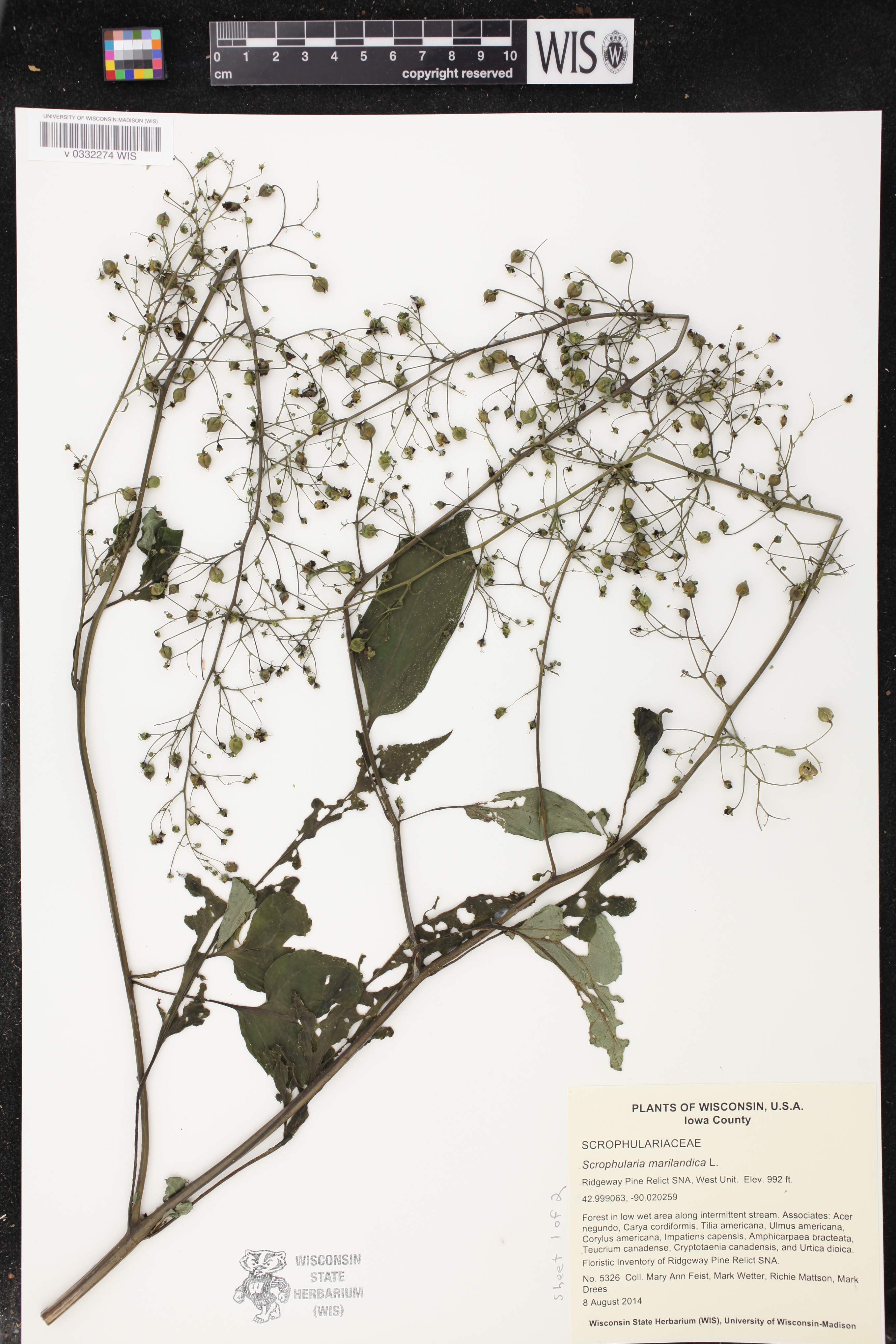 Scrophularia marilandica image