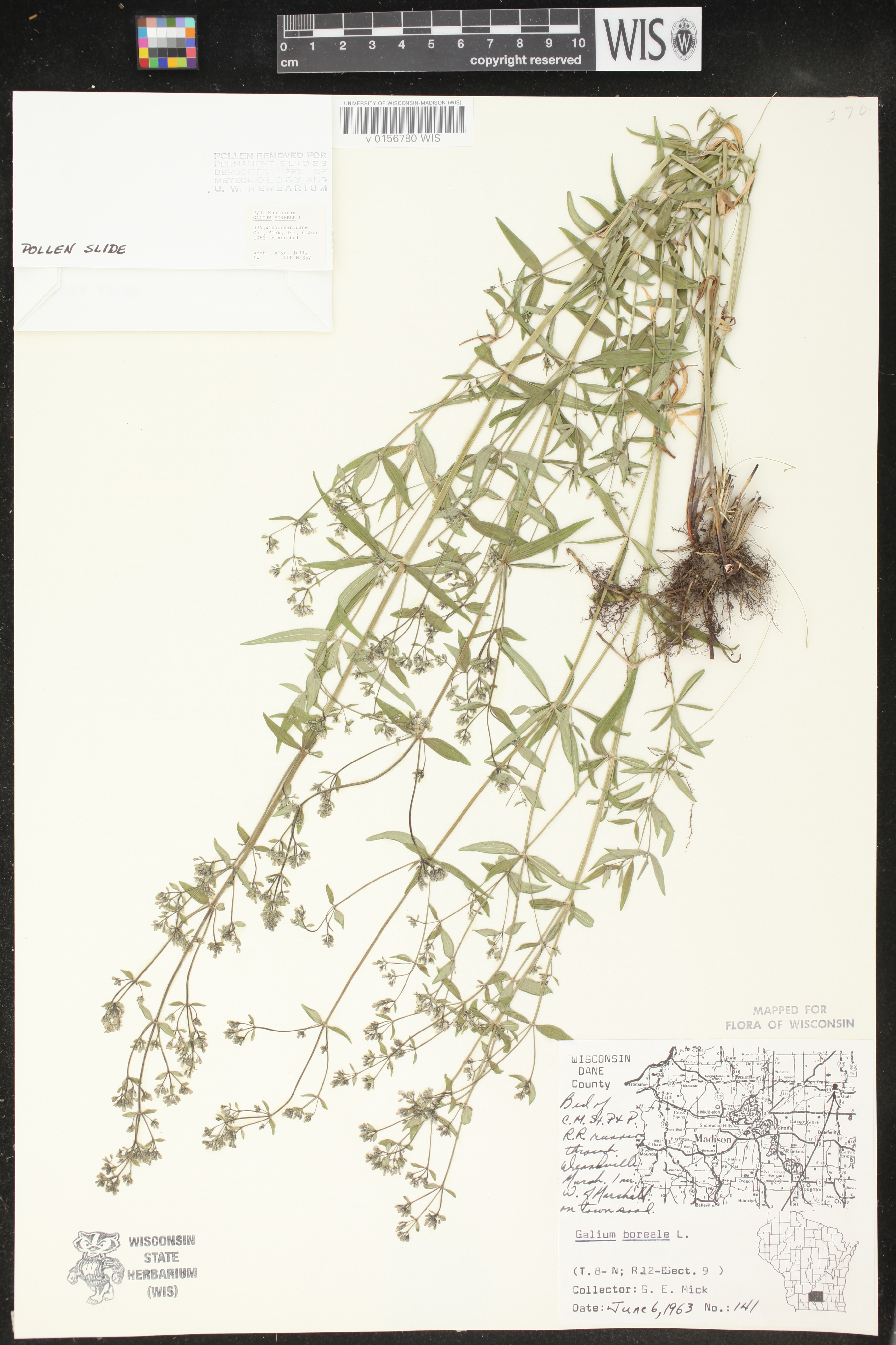Galium boreale image