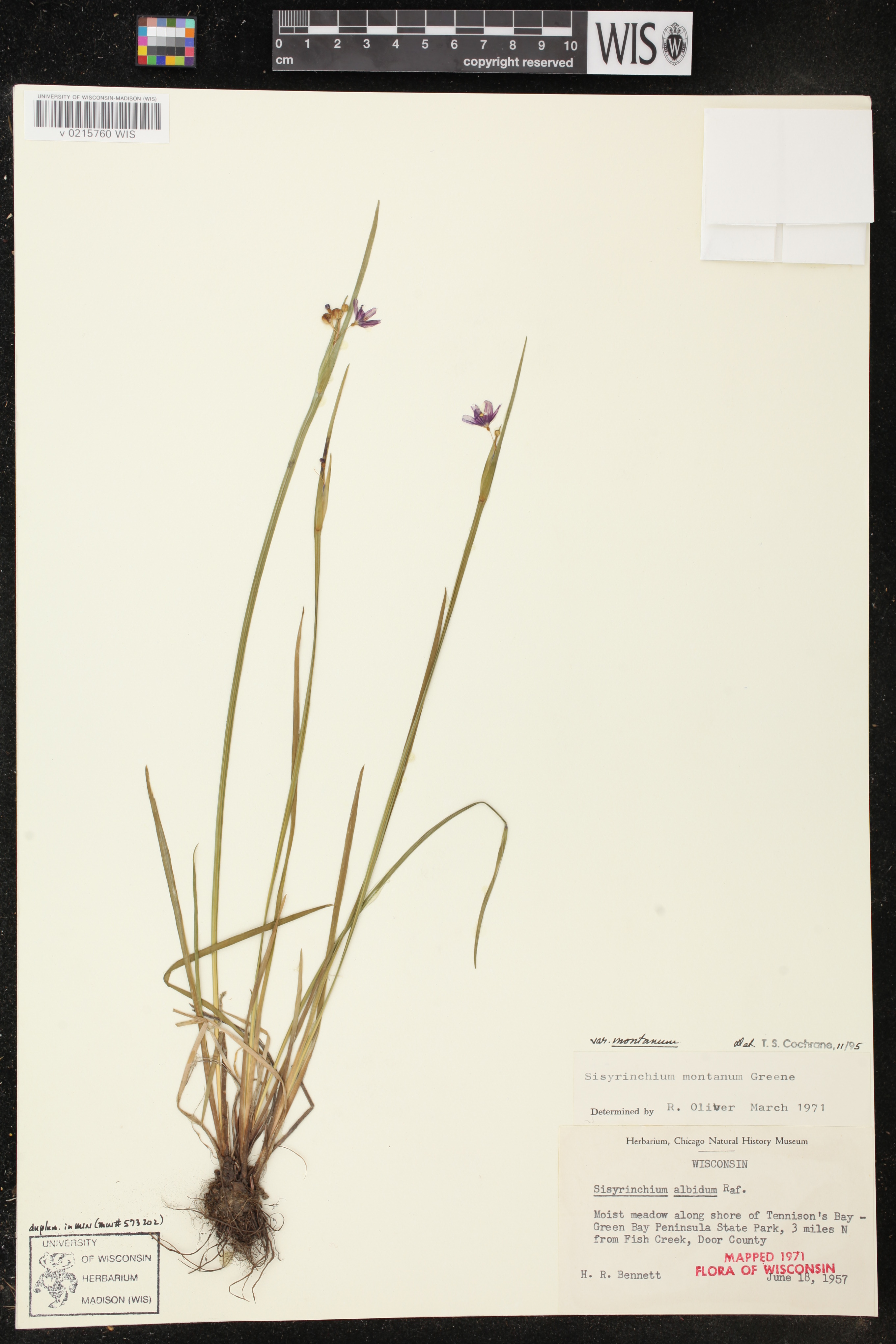Sisyrinchium montanum image