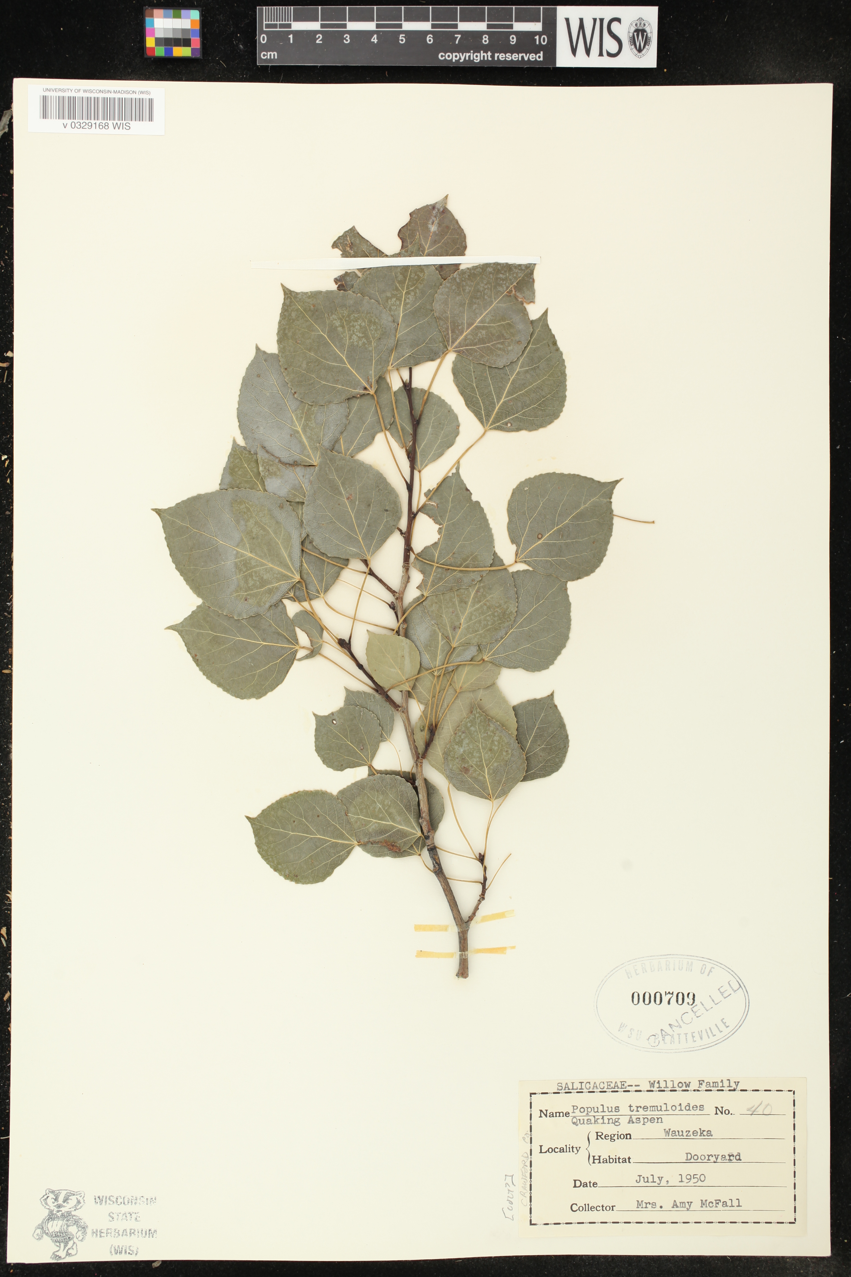 Populus tremuloides image