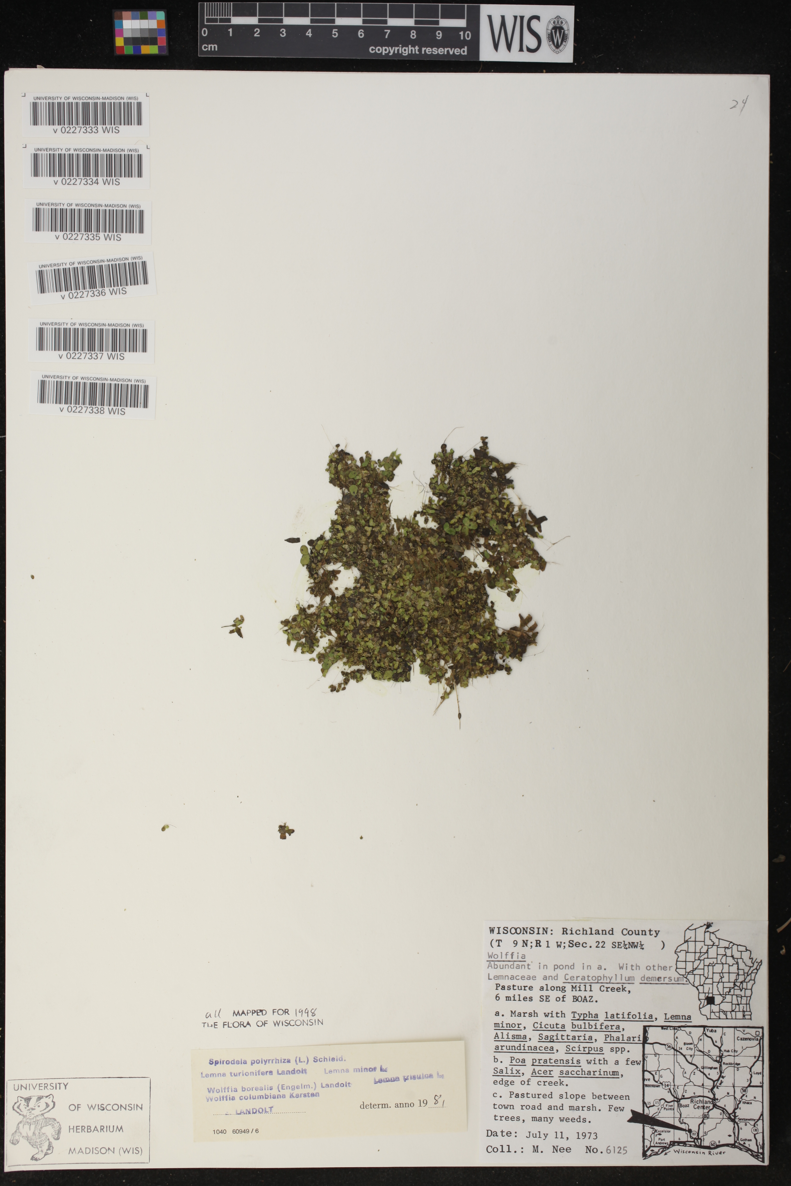 Wolffia columbiana image