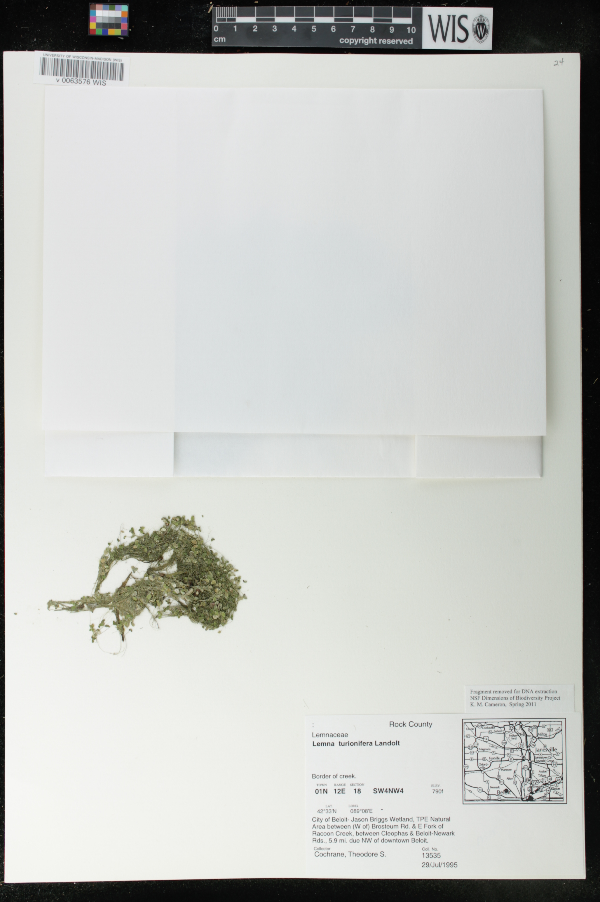 Lemna turionifera image