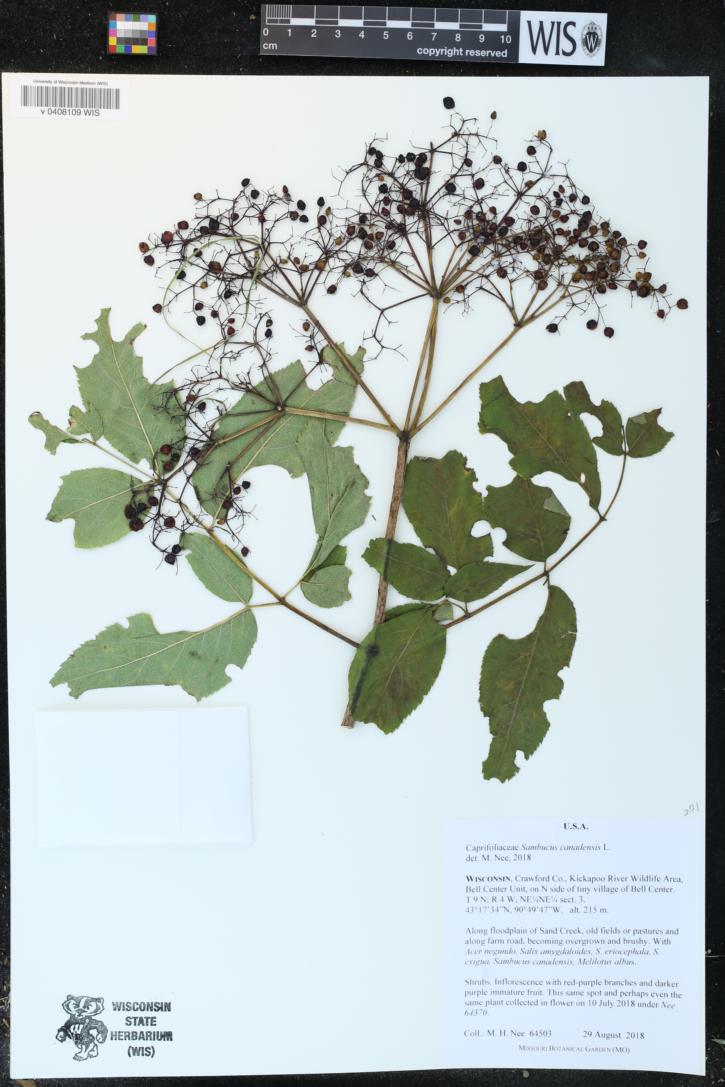 Sambucus canadensis image
