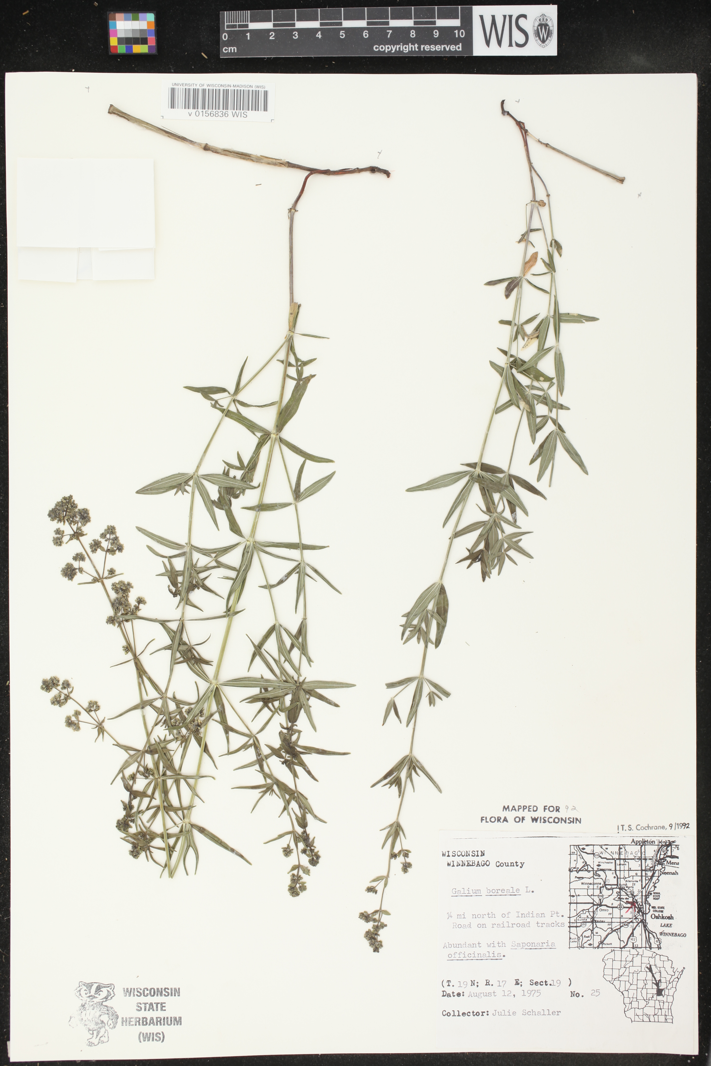 Galium boreale image