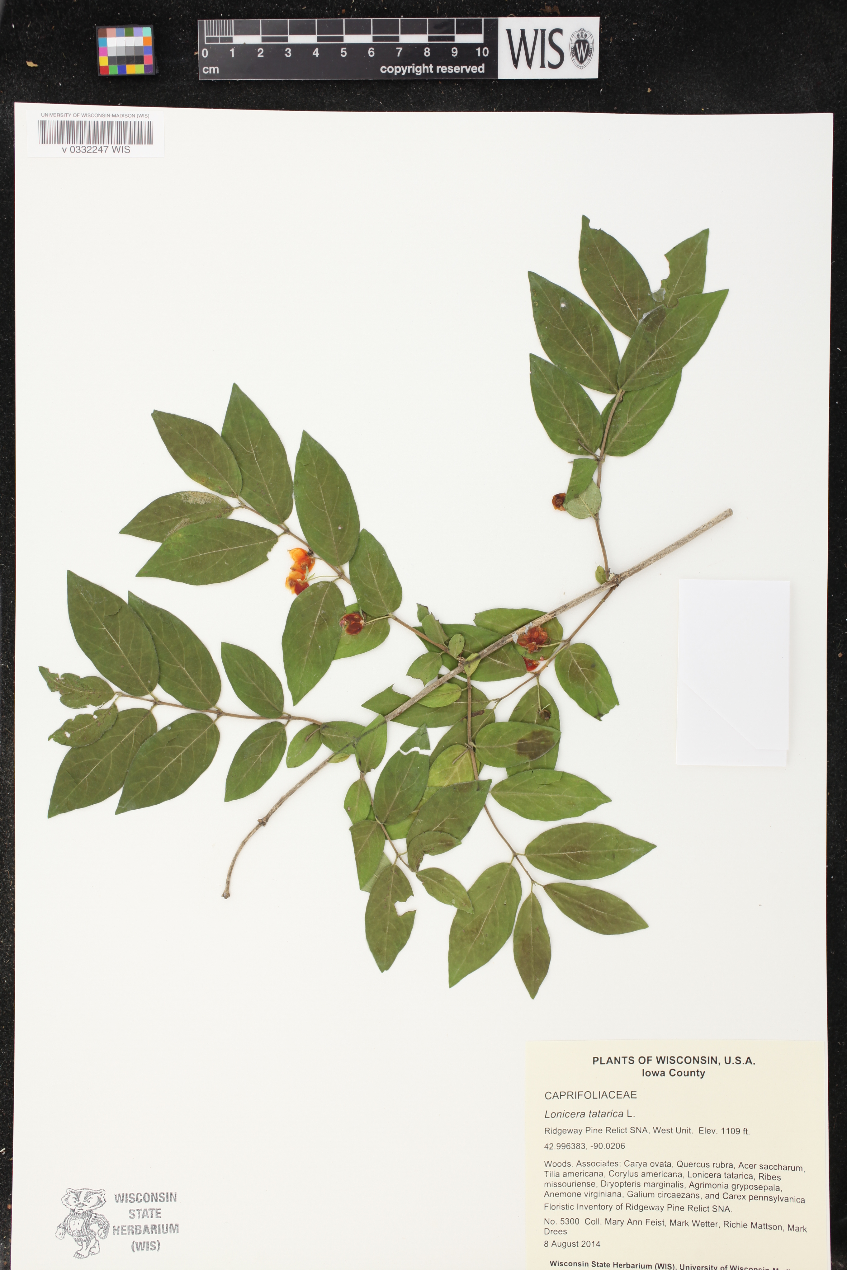 Lonicera tatarica image