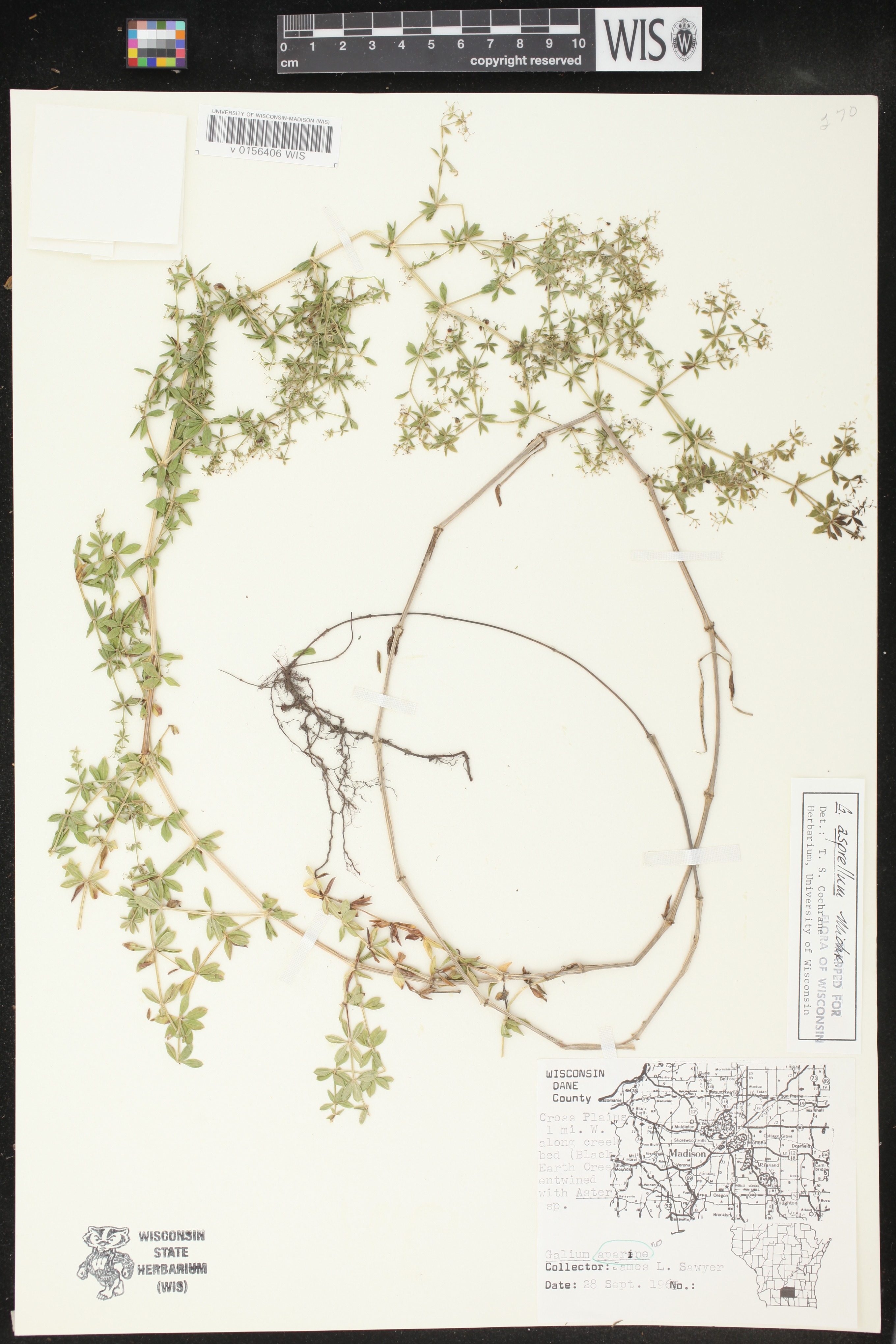 Galium asprellum image