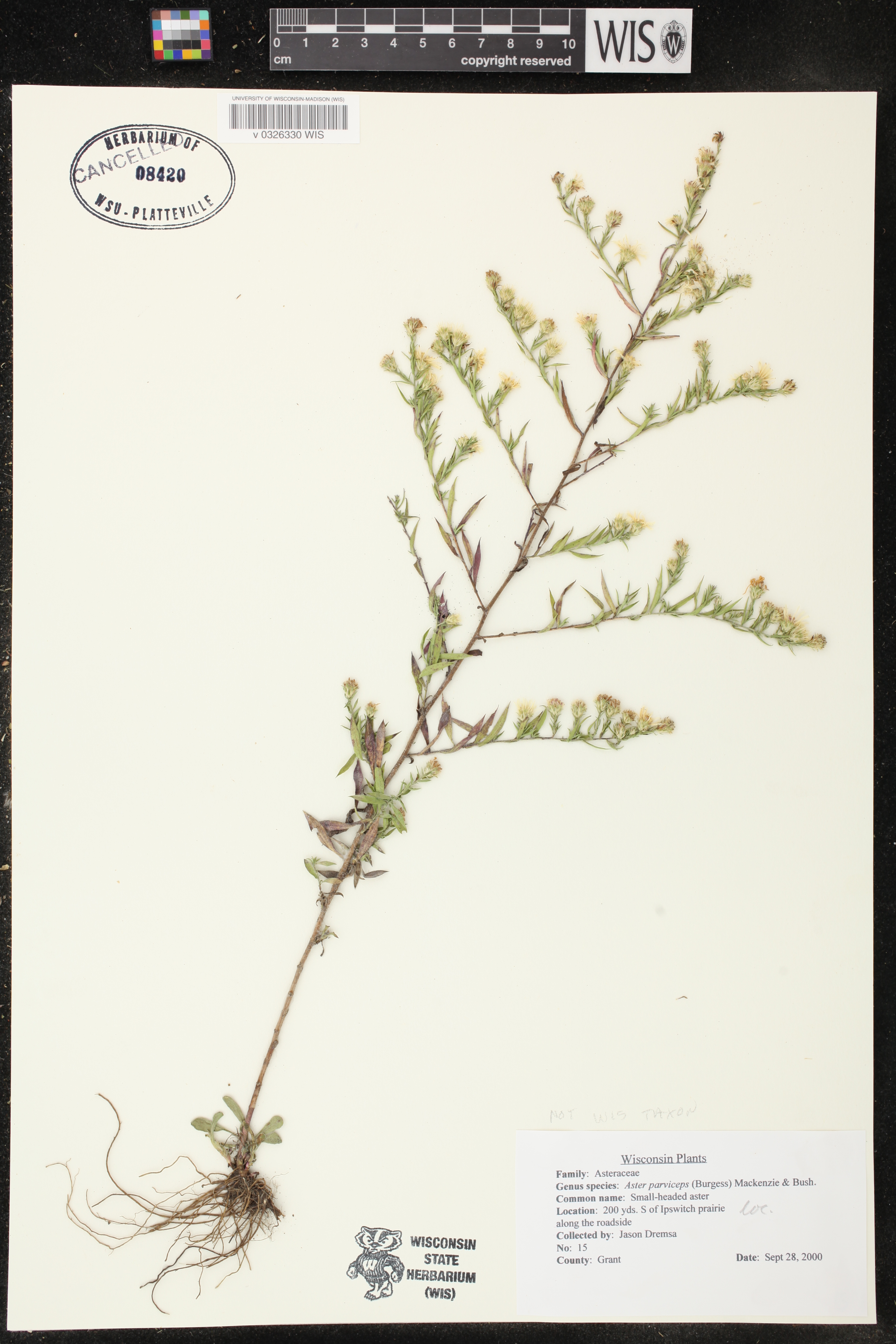 Symphyotrichum pilosum image