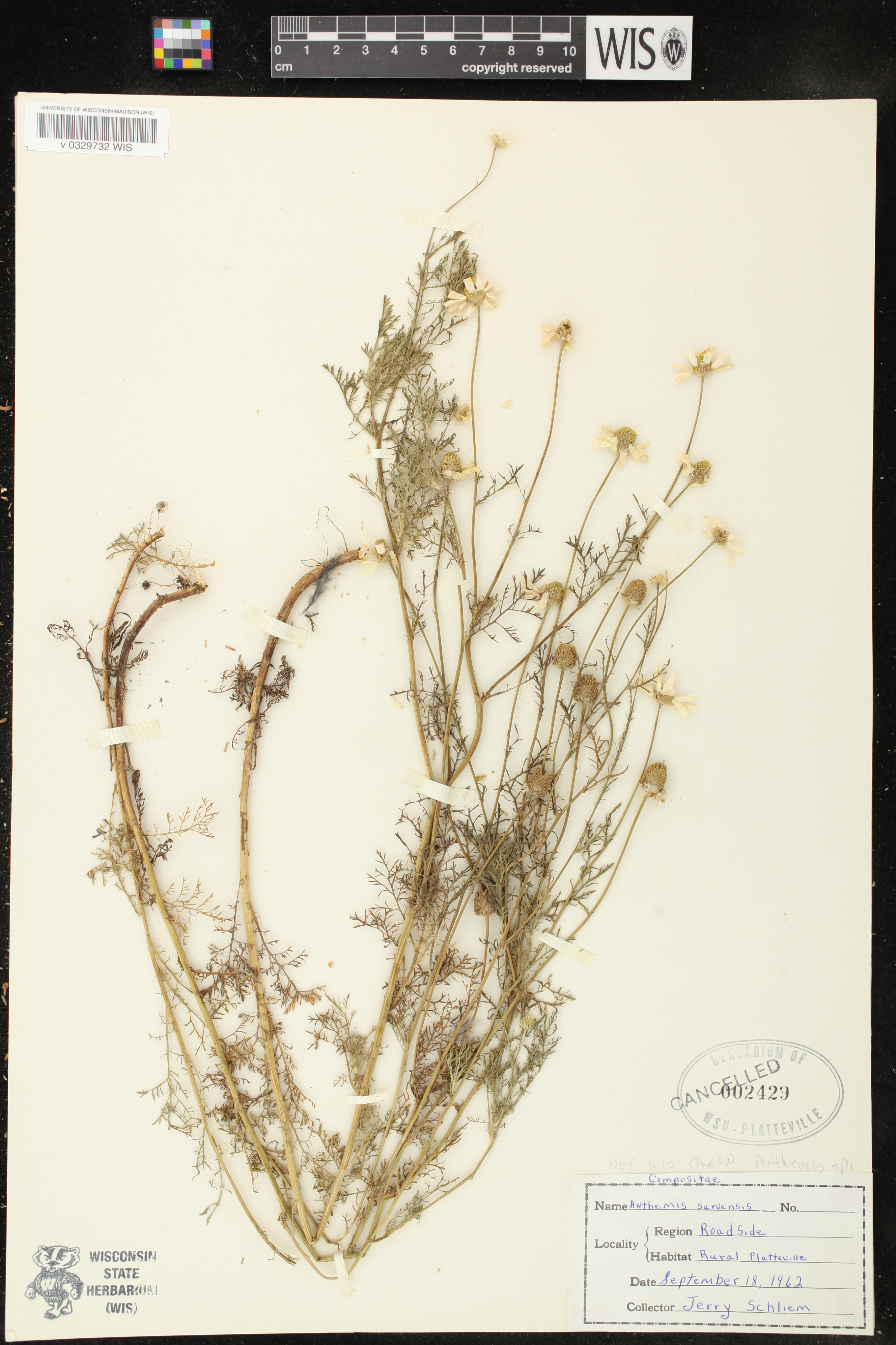 Anthemis cotula image