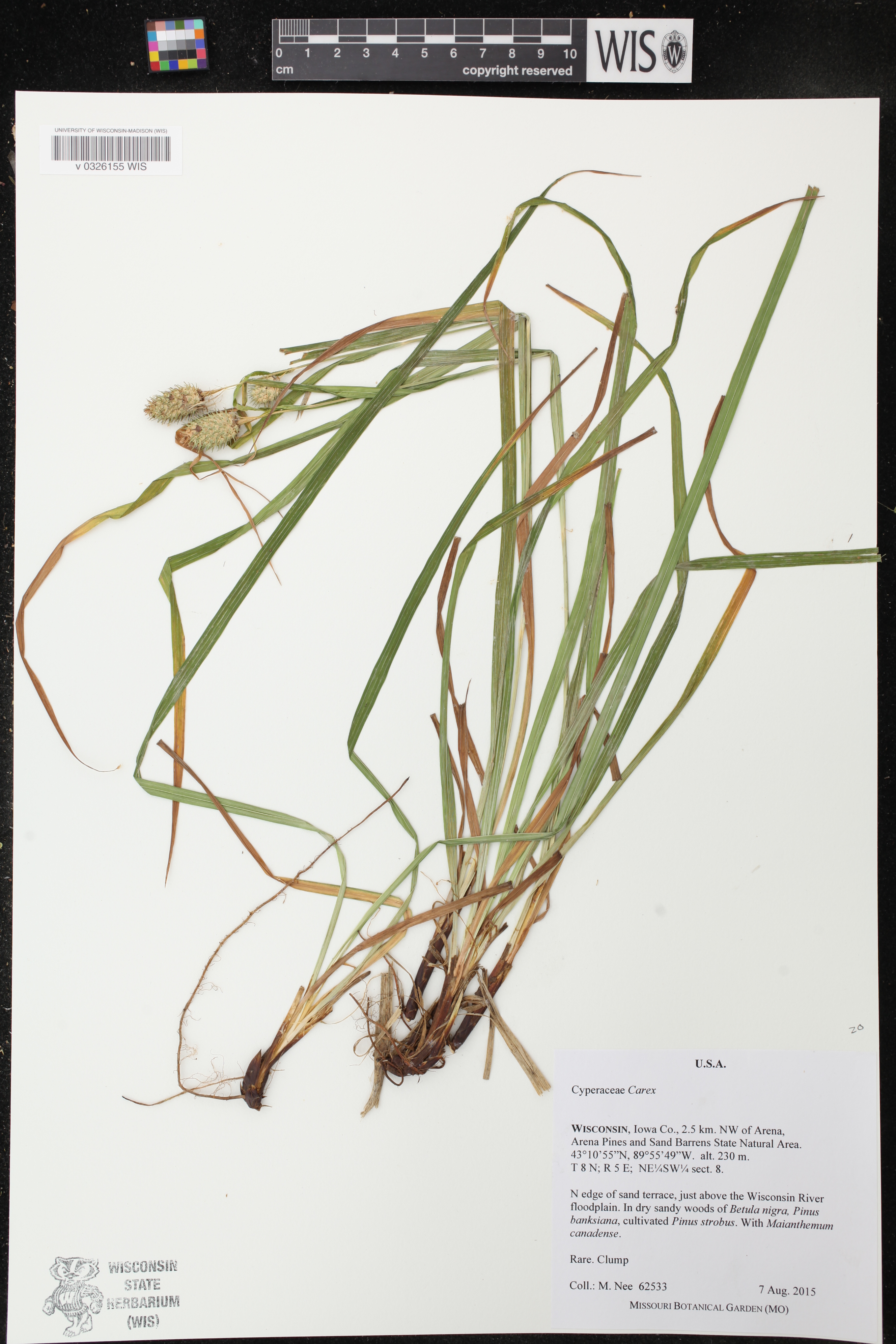 Carex typhina image