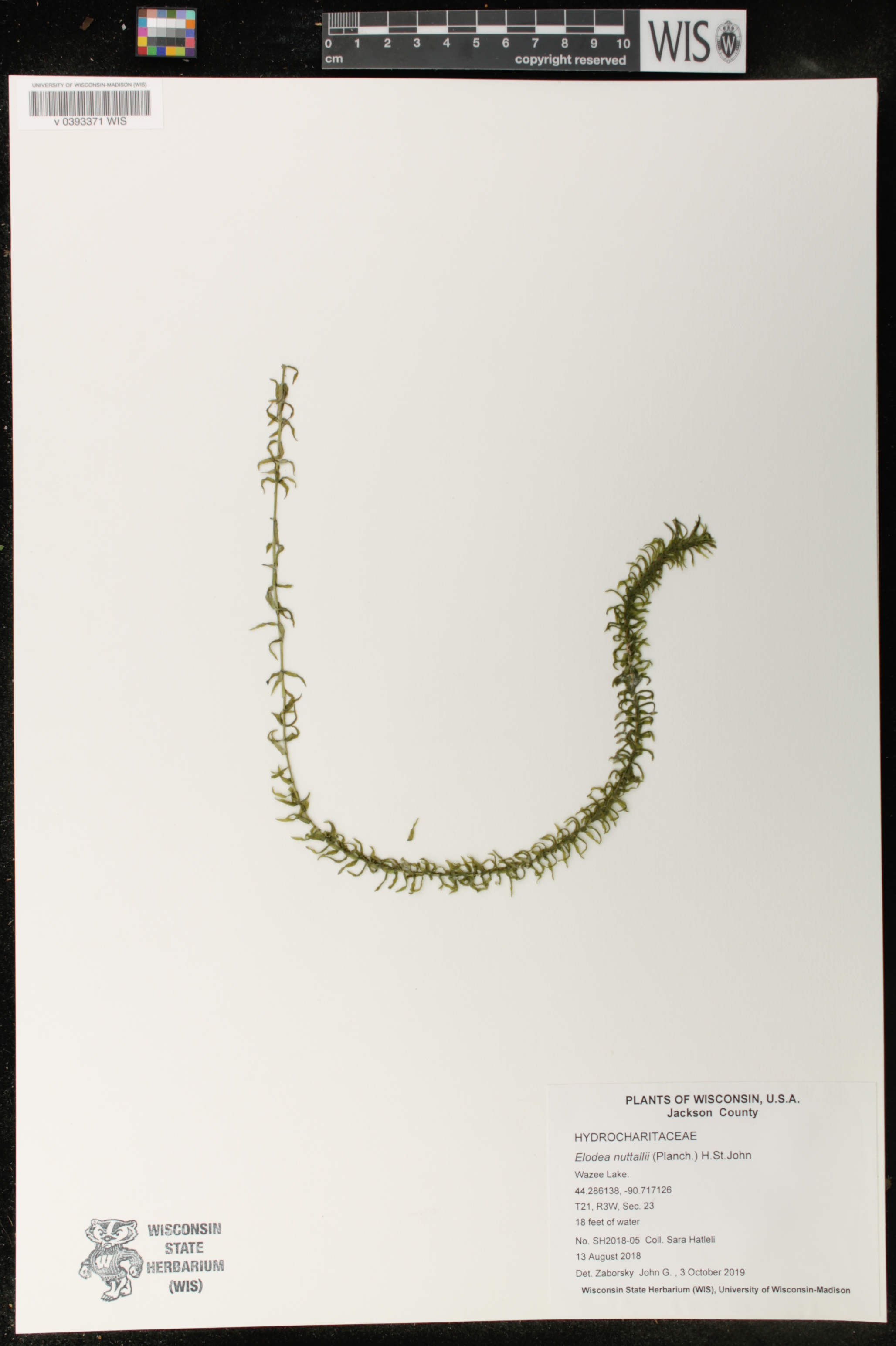 Elodea nuttallii image