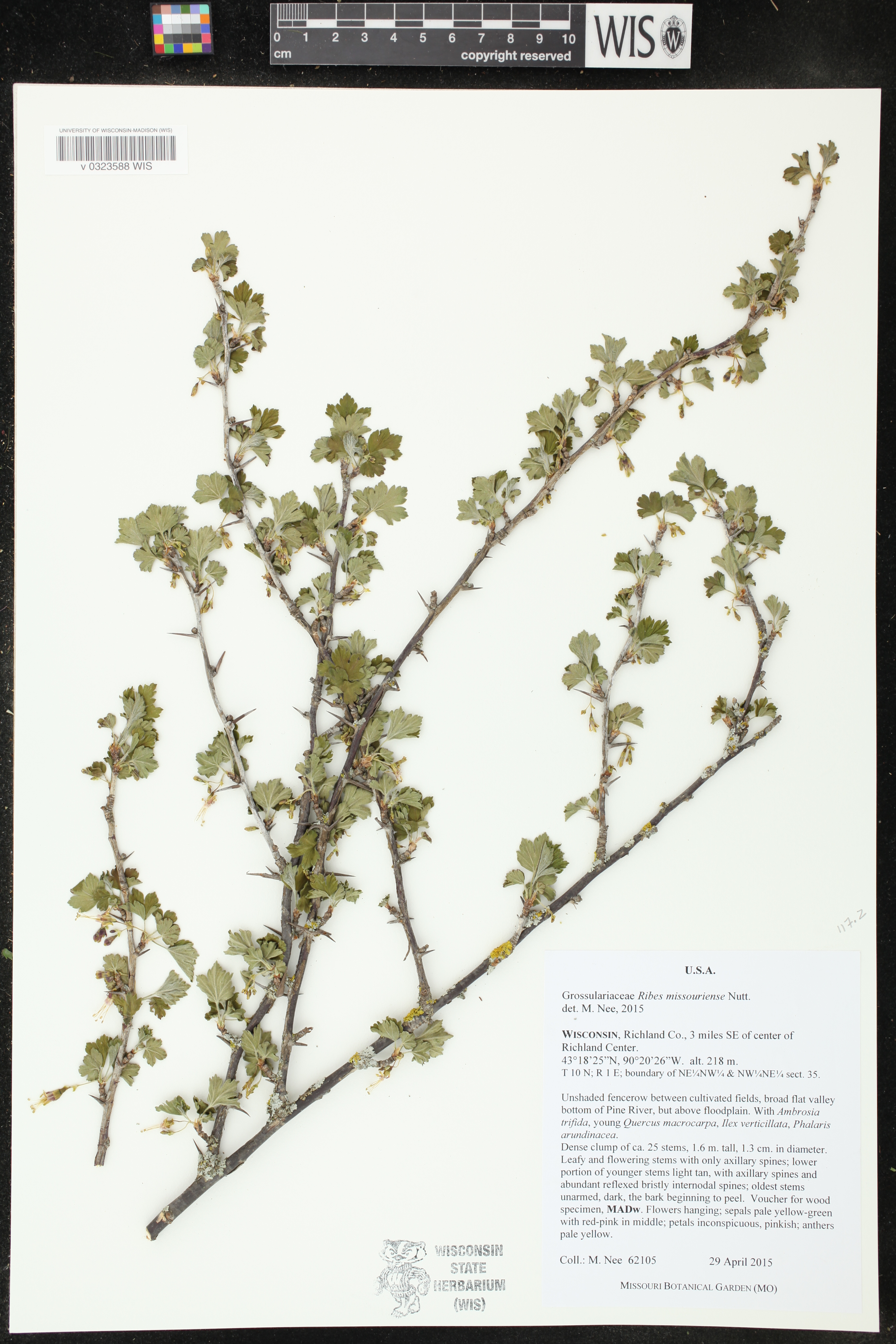 Ribes missouriense image