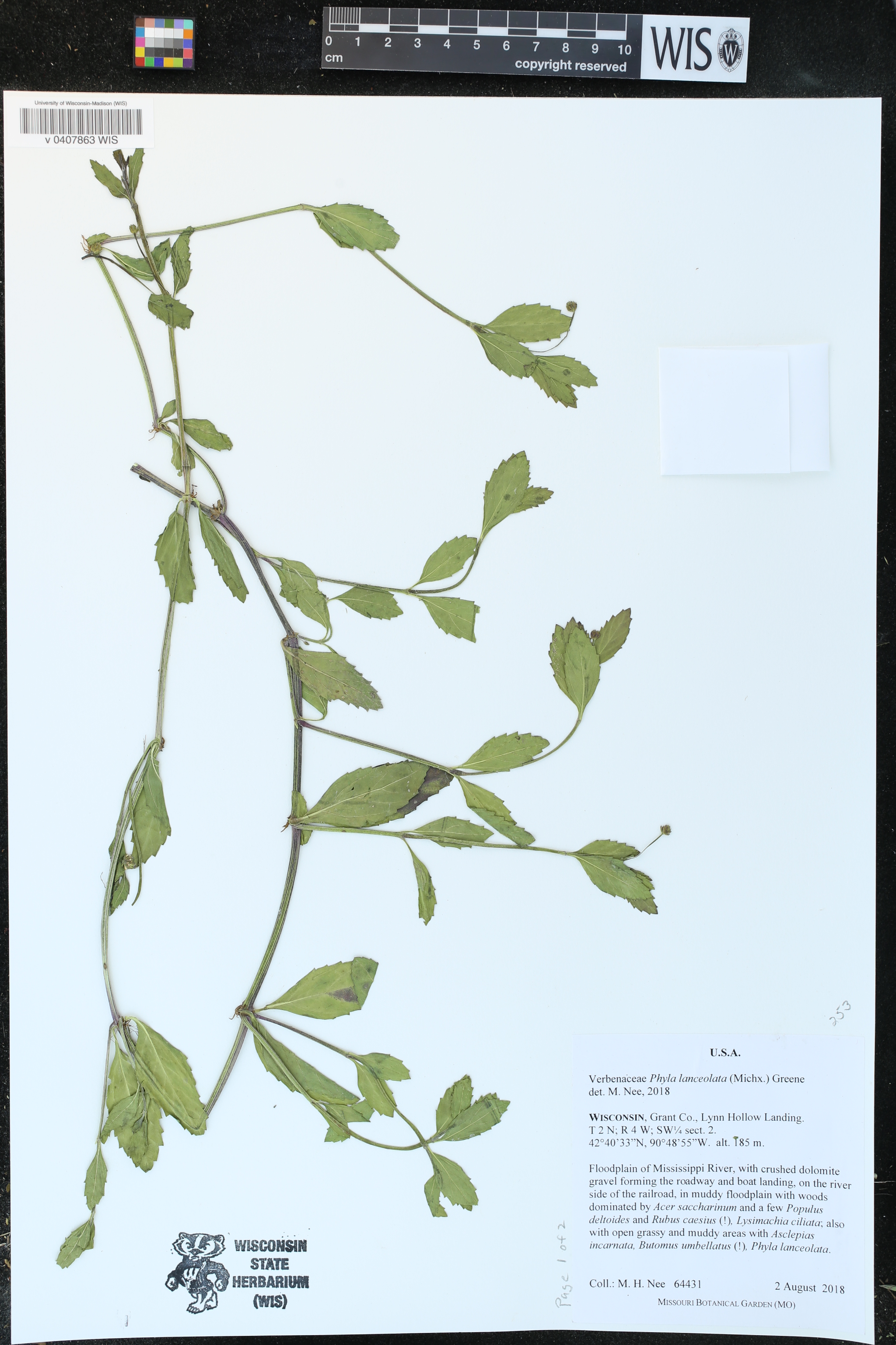 Phyla lanceolata image