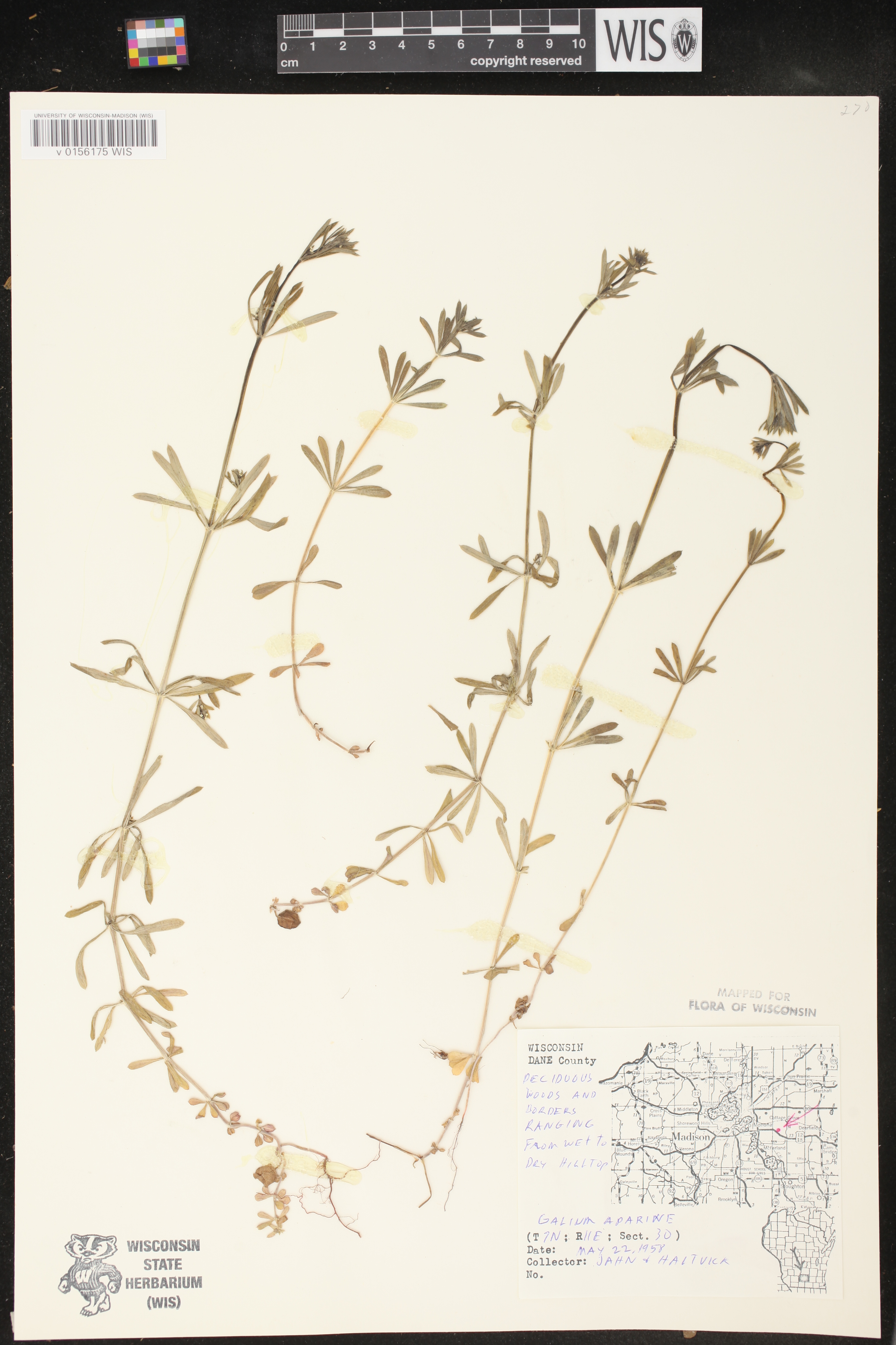 Galium aparine image